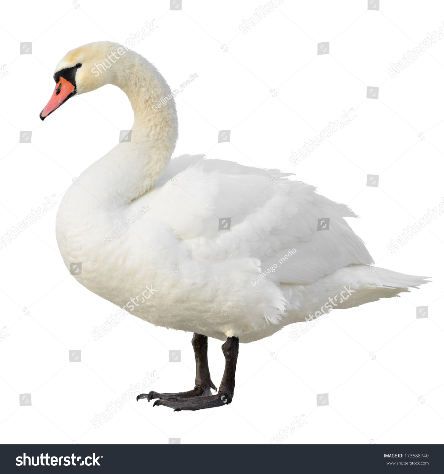 Mute Swan Standing Isolated On White Stock Photo (Royalty Free ...