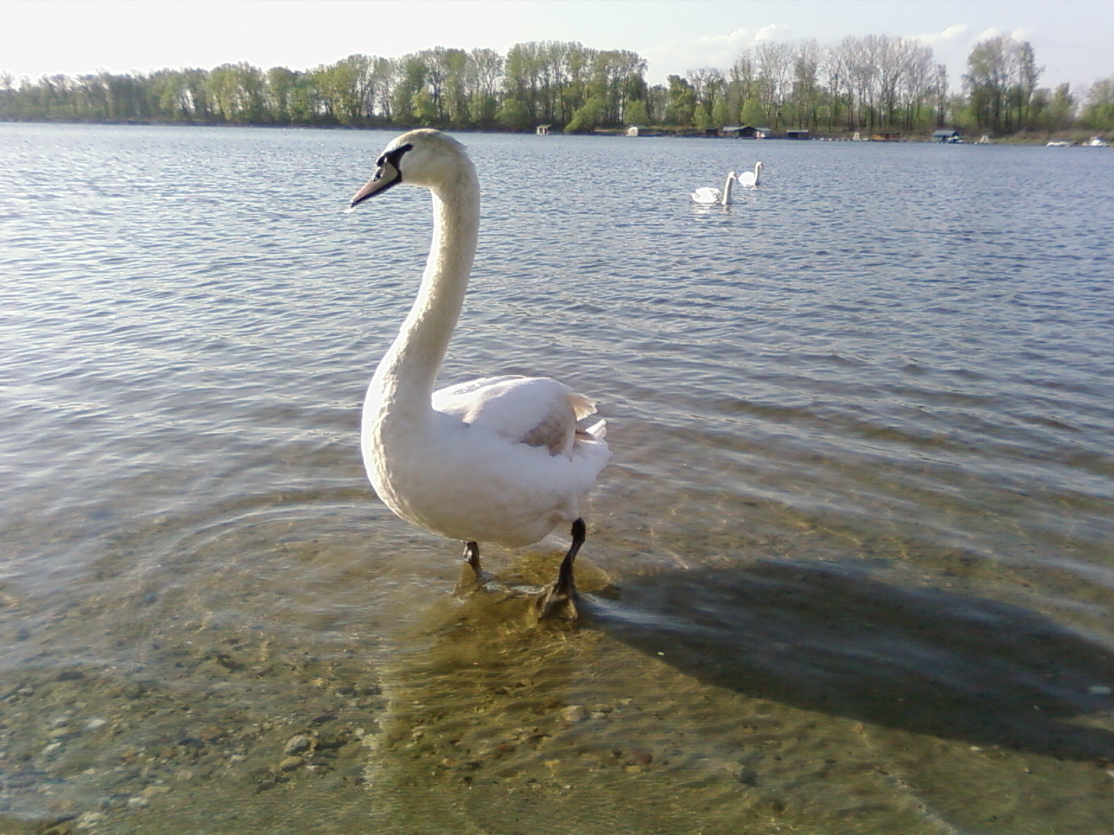 File:Swan Standing In Water 001.jpg - The Work of God's Children