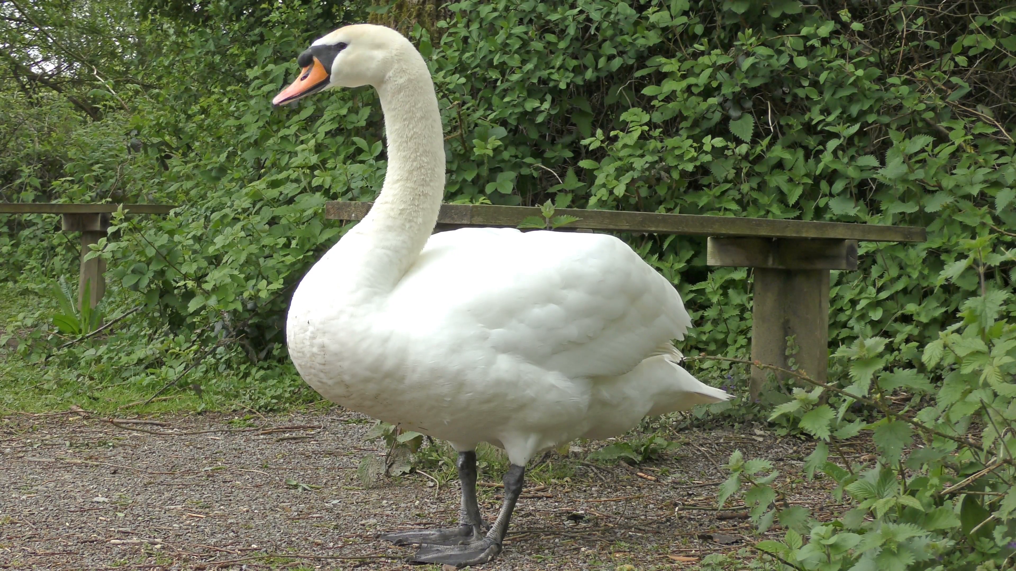 Mute Swan standing on a woodland path Stock Video Footage - VideoBlocks