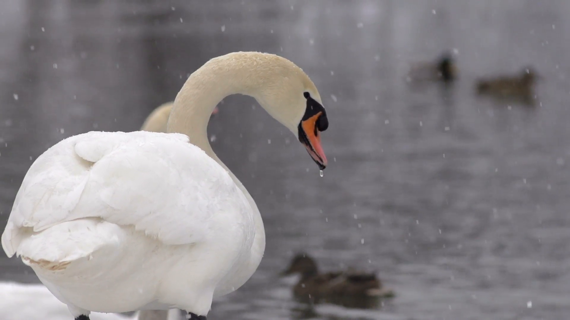 Mute Swan Standing On Snowy Lakeshore Grazing On The Snow Stock ...