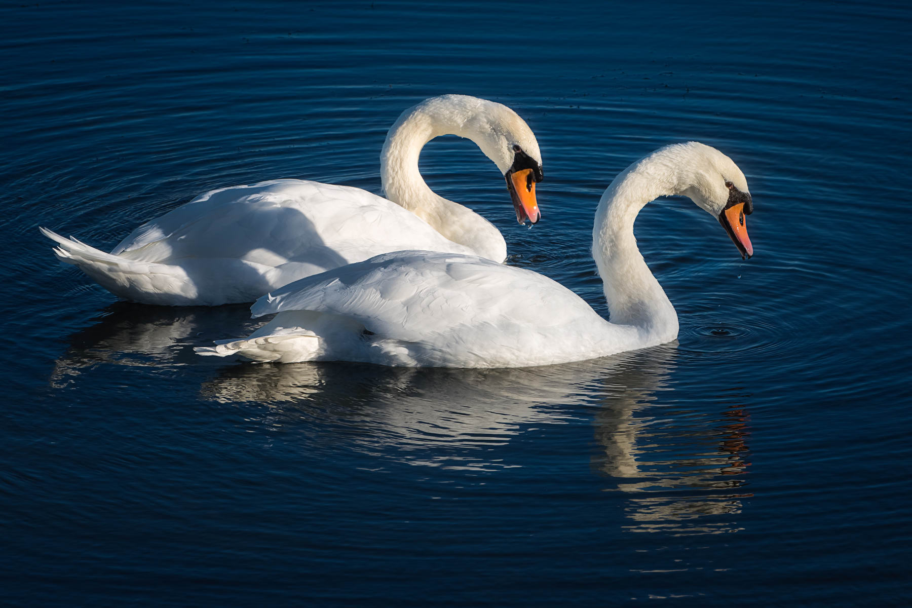 swan couple swimming in blue pond | Stan Schaap PHOTOGRAPHY