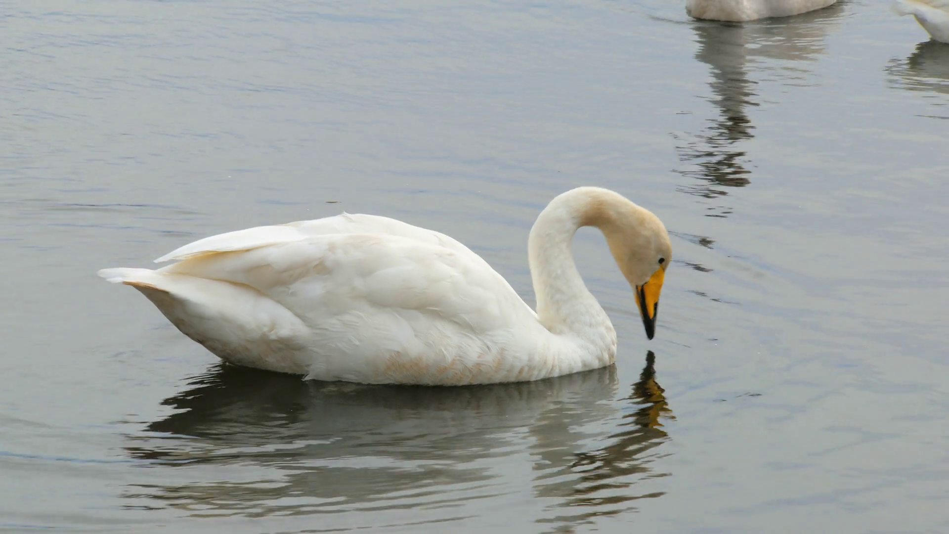 white swan is swimming over pond, moving tail and wings, approaching ...