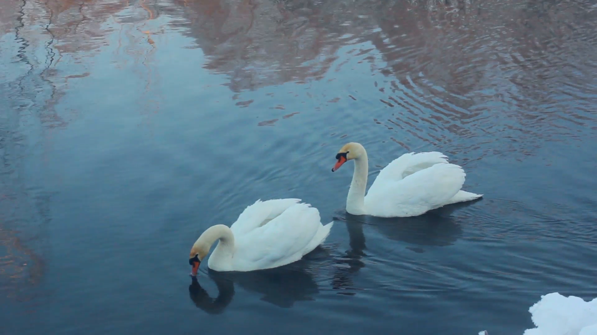Swan dive. Waterfowl birds diving. White swans swimming in lake ...