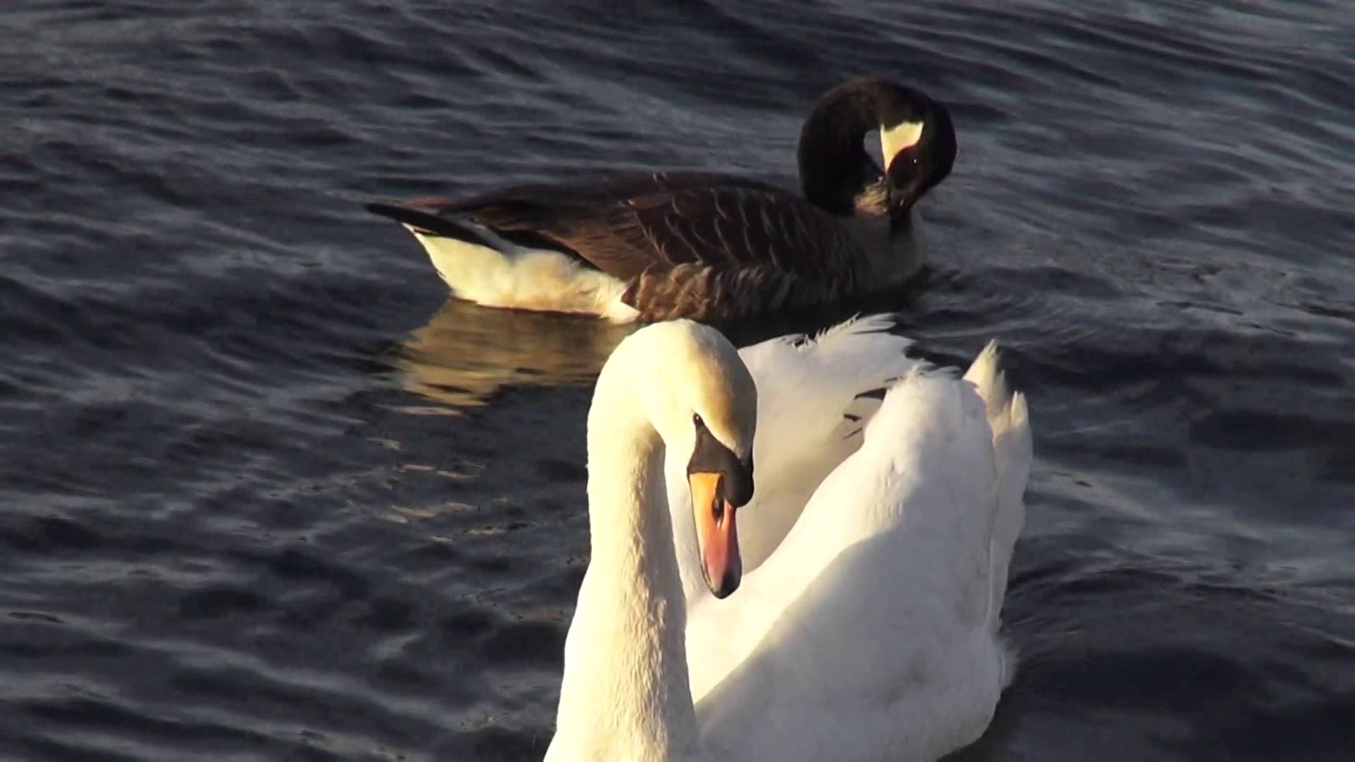 swans goose and ducks swimming - YouTube