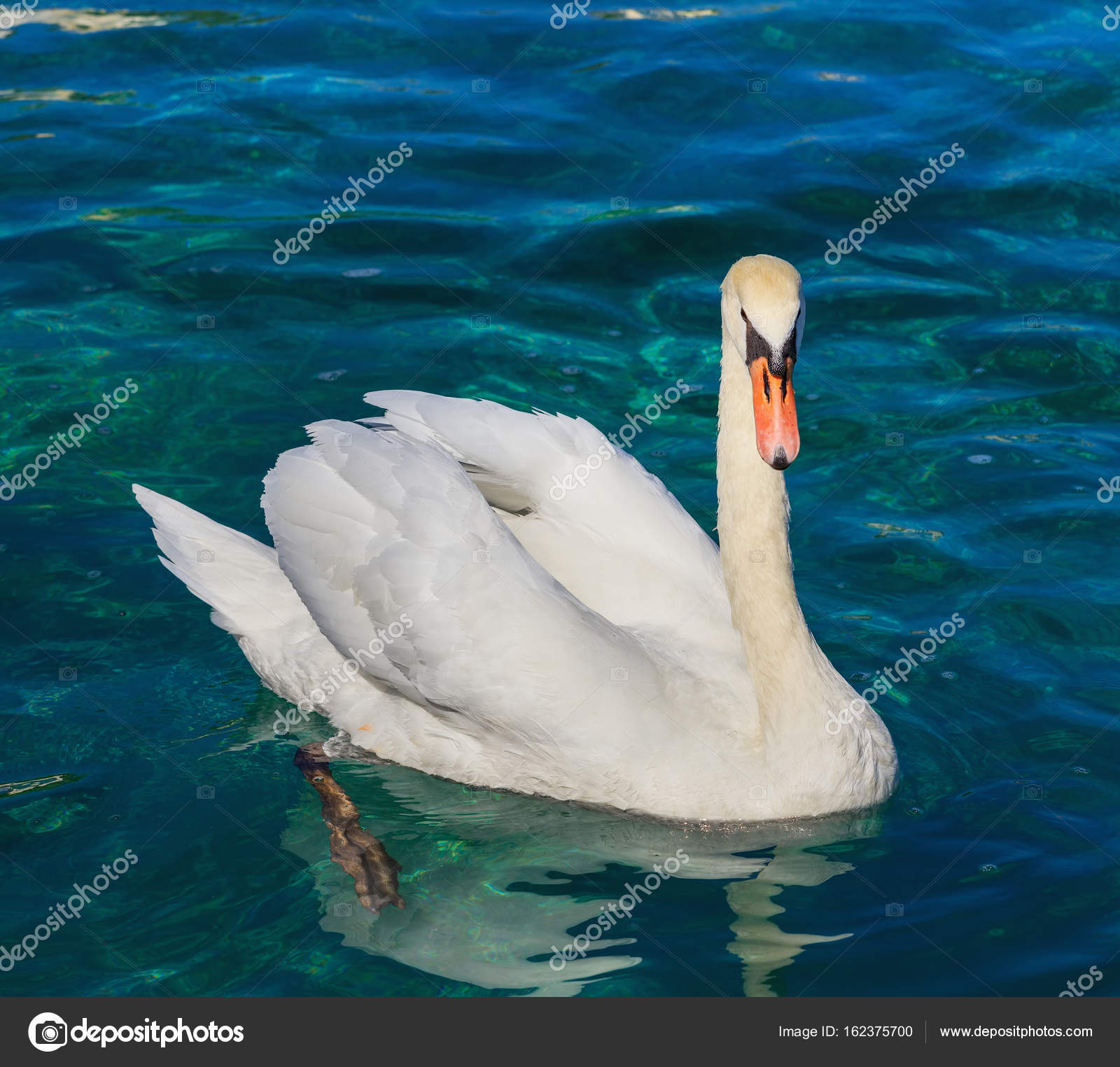 White swan swimming on Lake Geneva — Stock Photo © photogearch ...