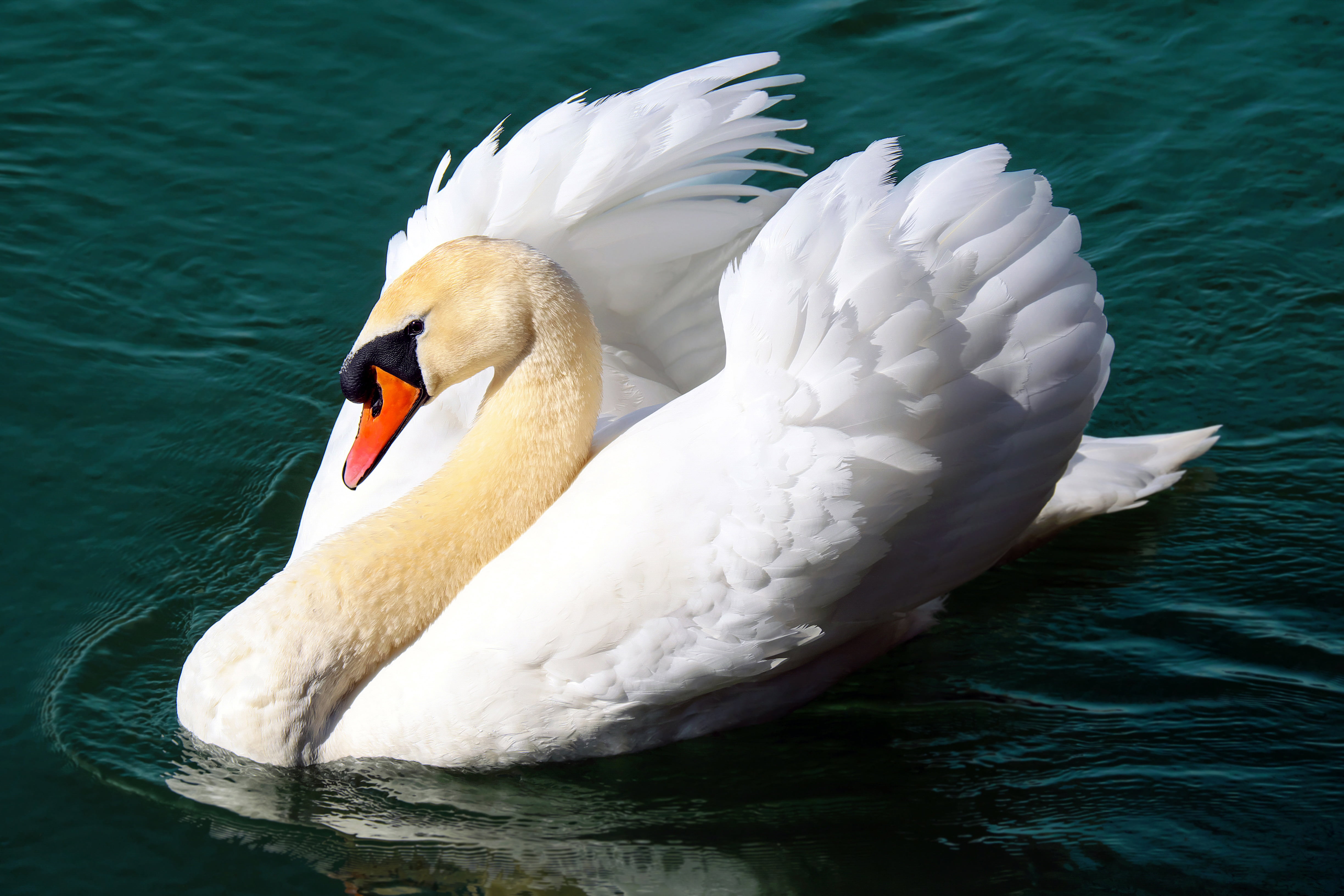 White swan swimming in a body of water HD wallpaper | Wallpaper Flare