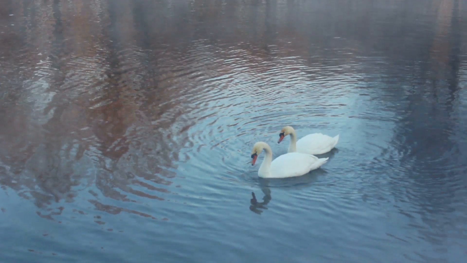 Birds couple. White swans swimming on river. Mist on winter cold ...