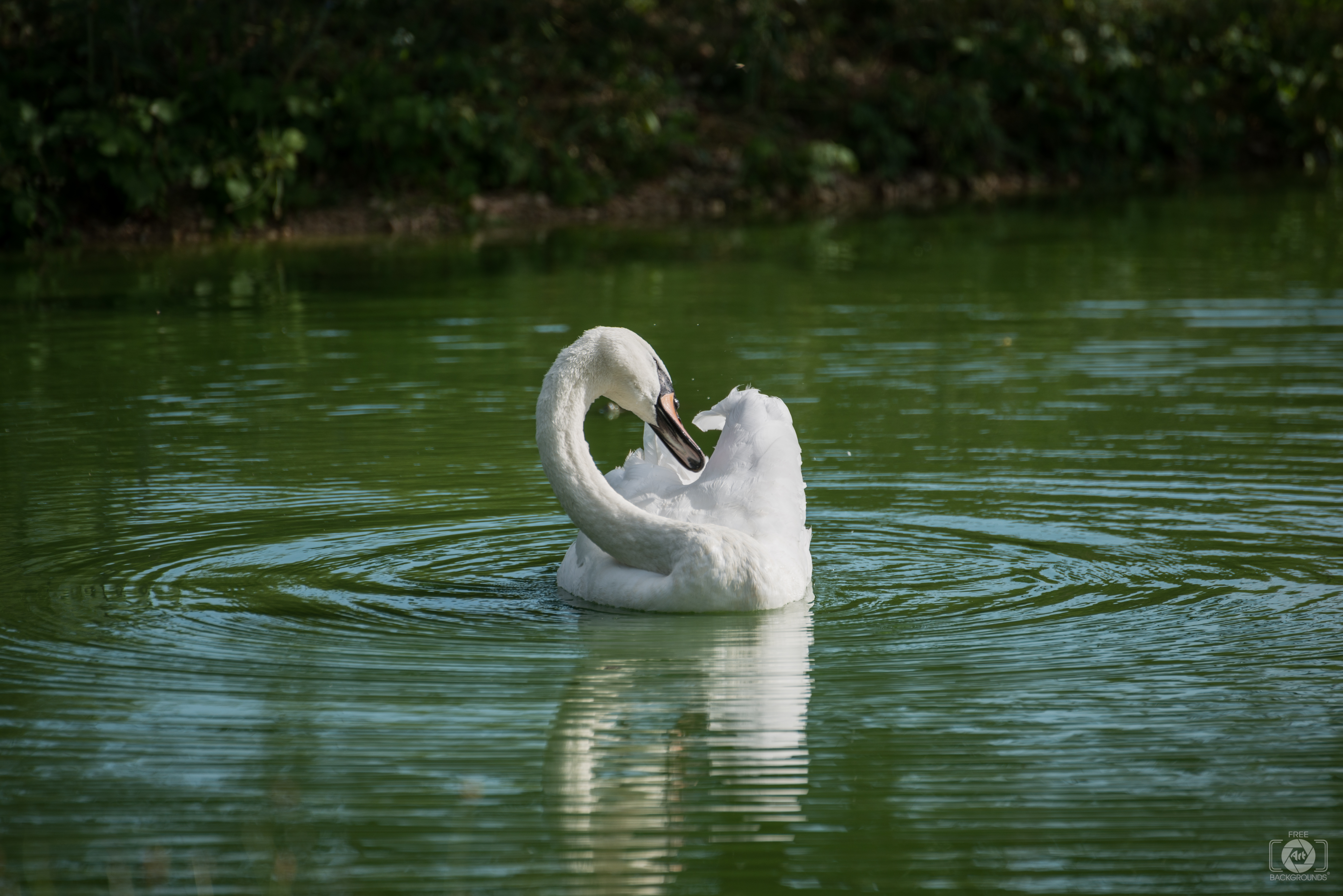 Beautiful Swan Swimming on Lake Background - High-quality Free ...