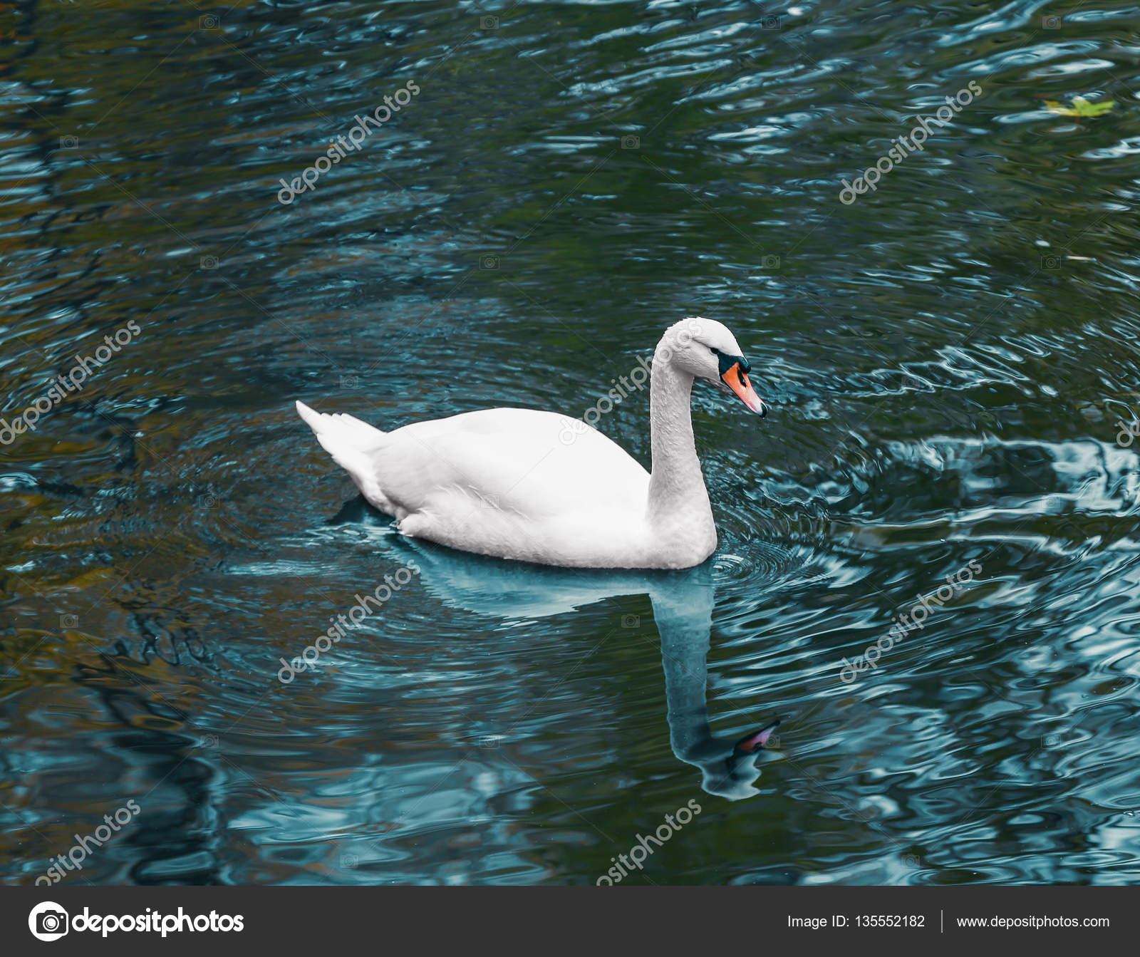 Beautiful white swan swimming — Stock Photo © belchonock #135552182