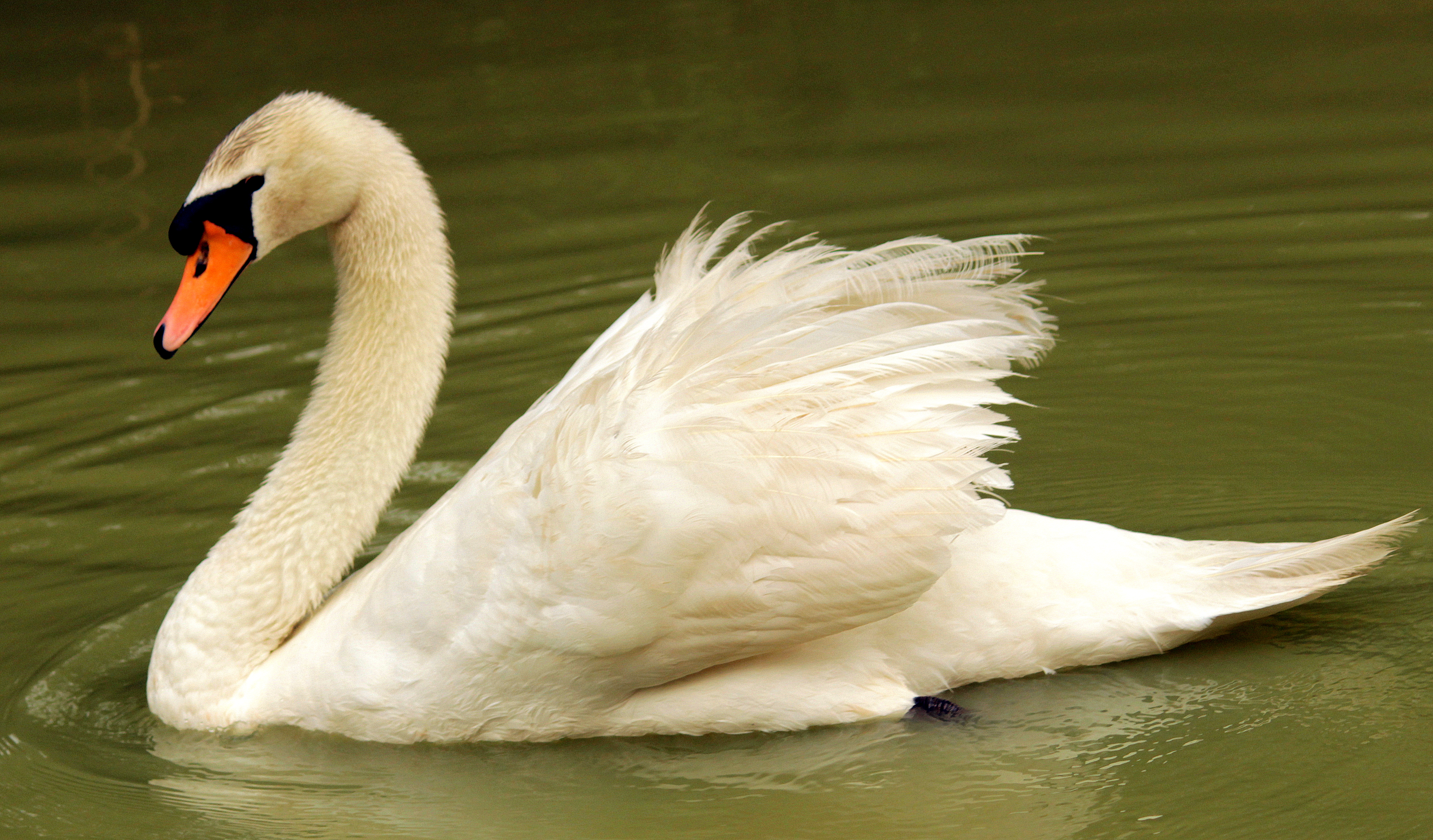 File:Mute Swan Swimming.jpg - Wikimedia Commons