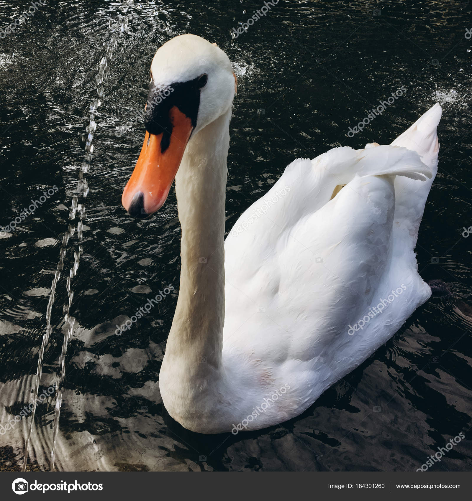 Cropped View Young Swan Swimming Pond — Stock Photo © tytbil88 ...