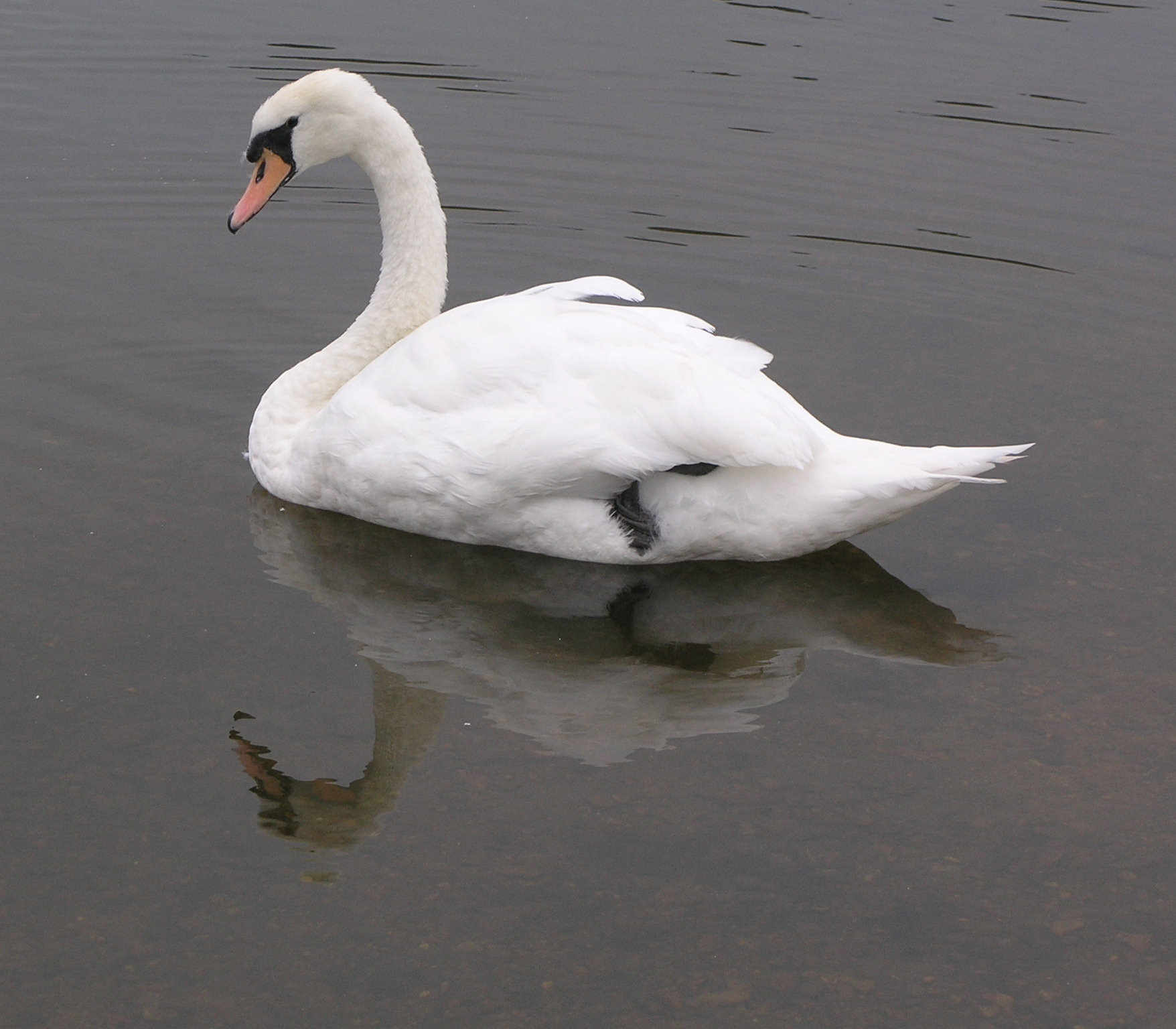swimming swan stock 31 by dark-dragon-stock on DeviantArt