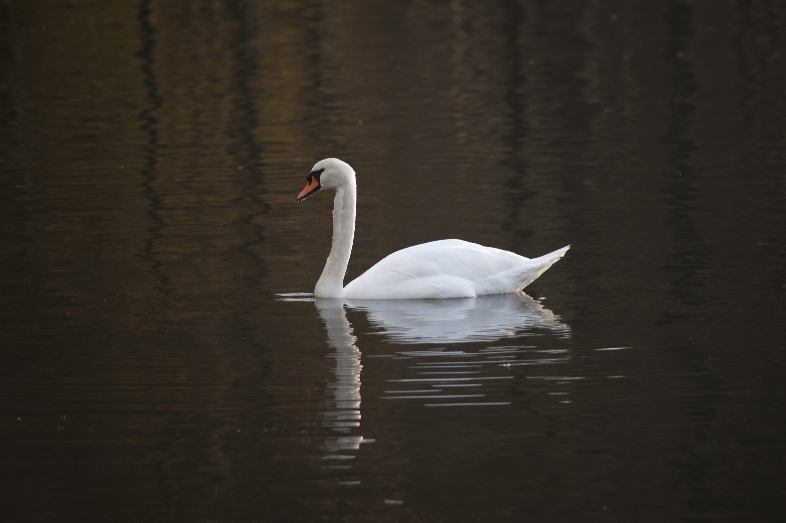 Free image of Swan swimming with reflection