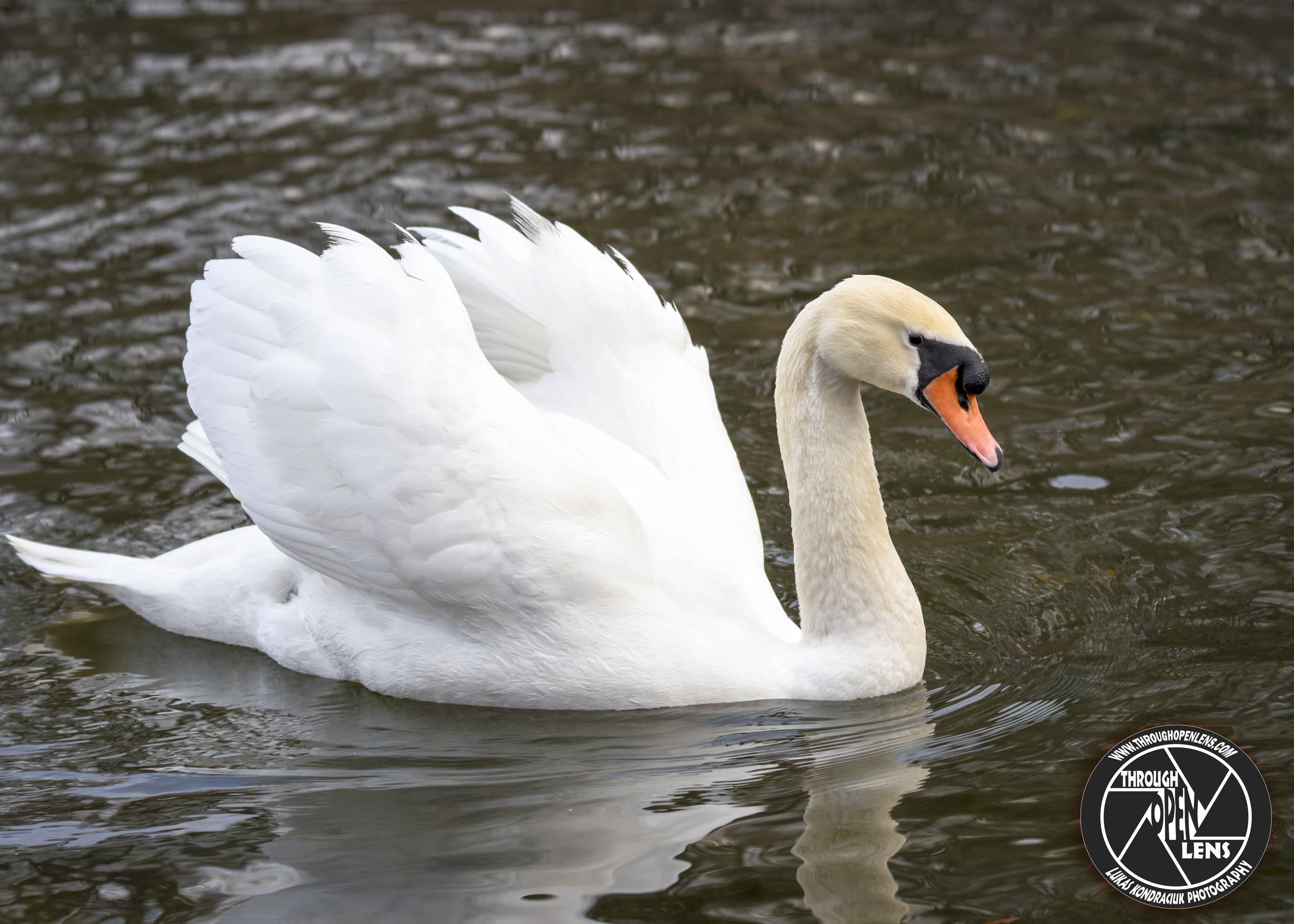 swan – Through Open Lens