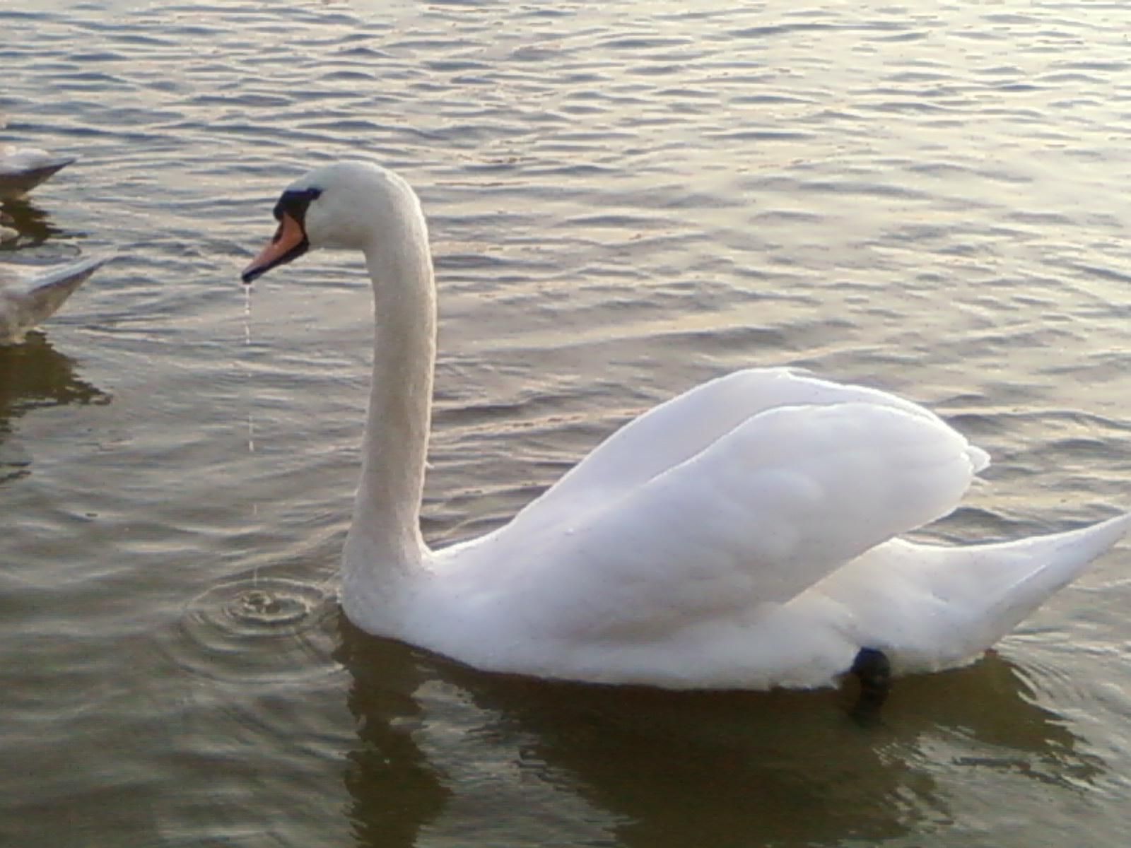 White swan photo