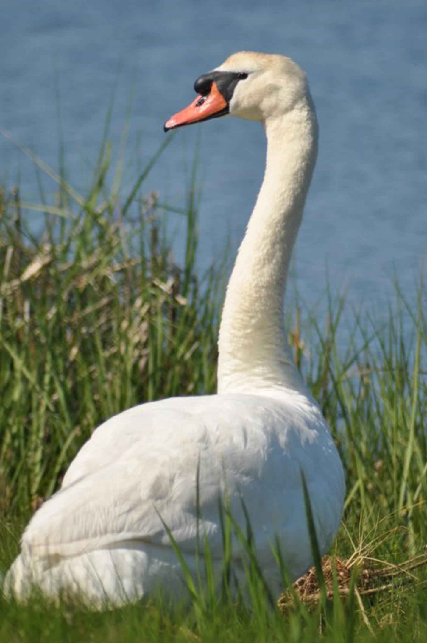 Free picture: mute, swan, up-close, grass, bird, cygnus, olor