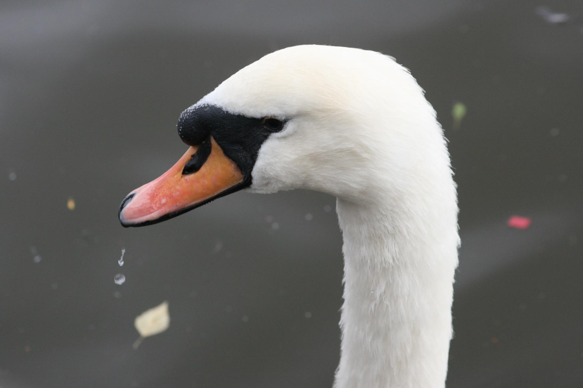 Mute Swan (Cygnus olor) Upclose picture of a mute swan after ...