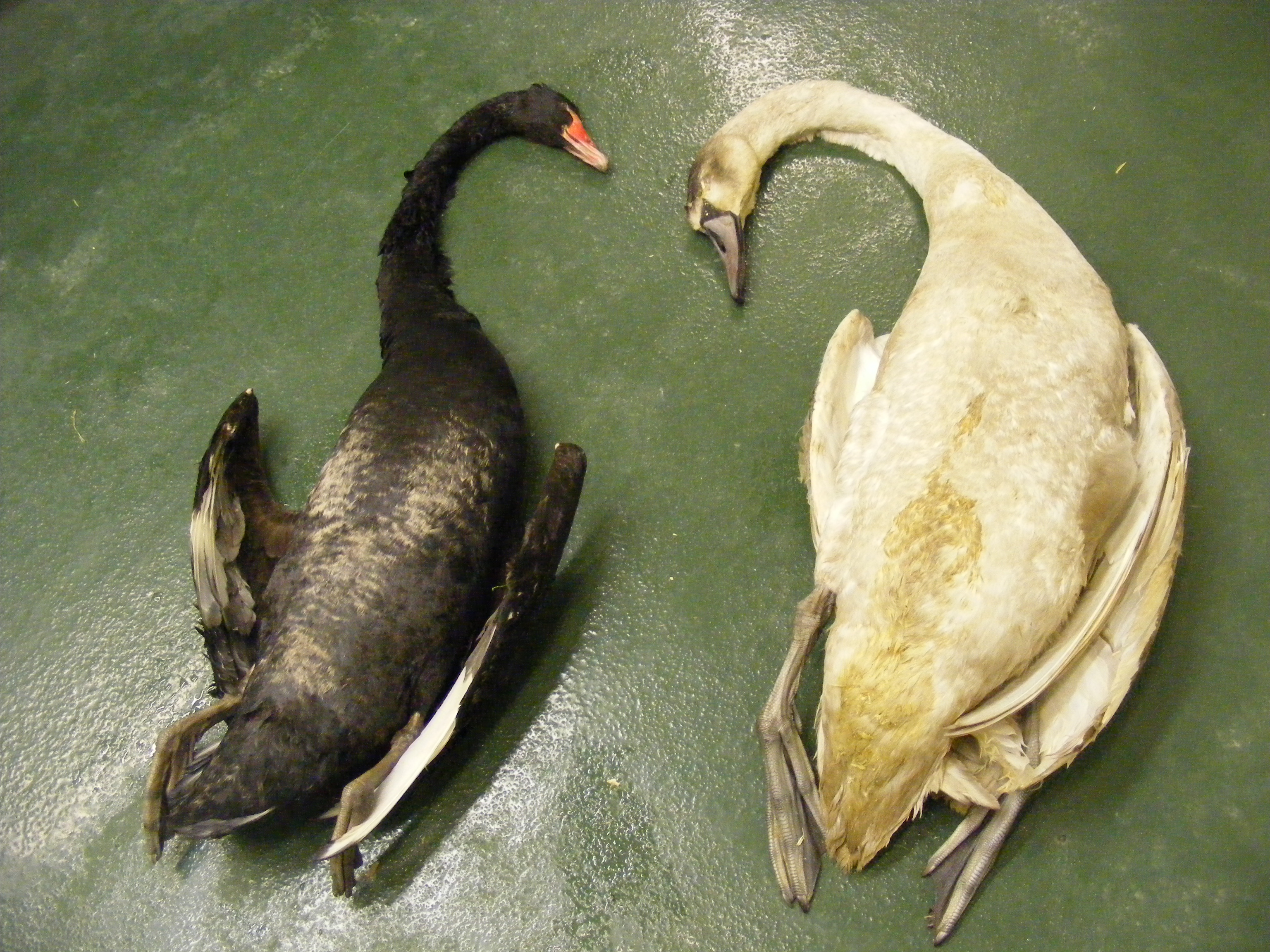 Swans. Images of pathology (miscellaneous diseases).