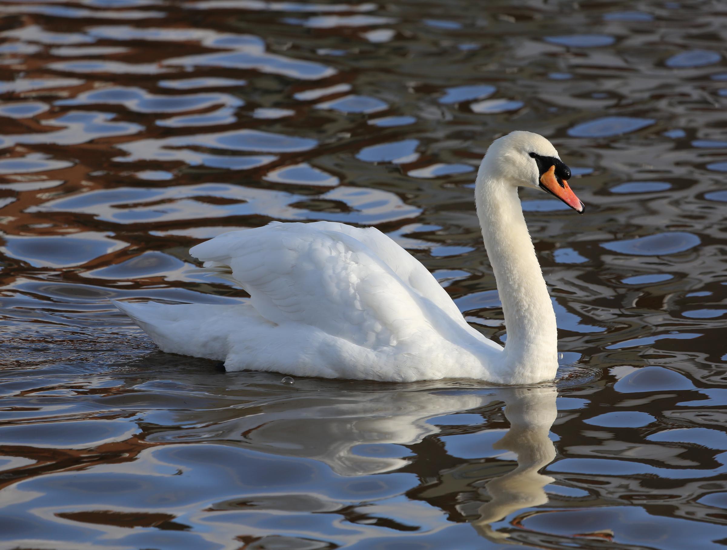 Issues Of The Environment: Managing Invasive Mute Swans In Michigan ...