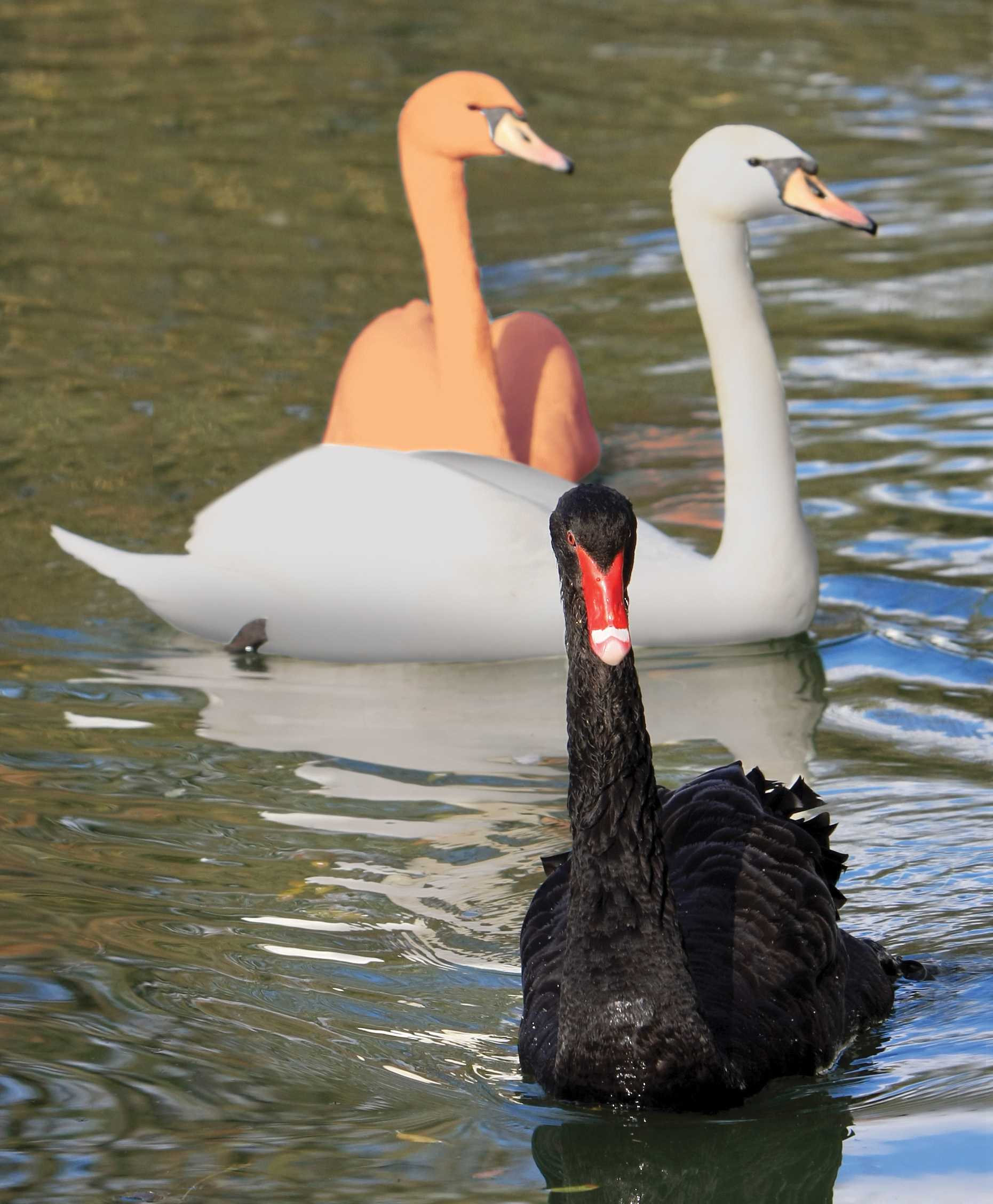Black Swans, Gray Swans & Orange Swans