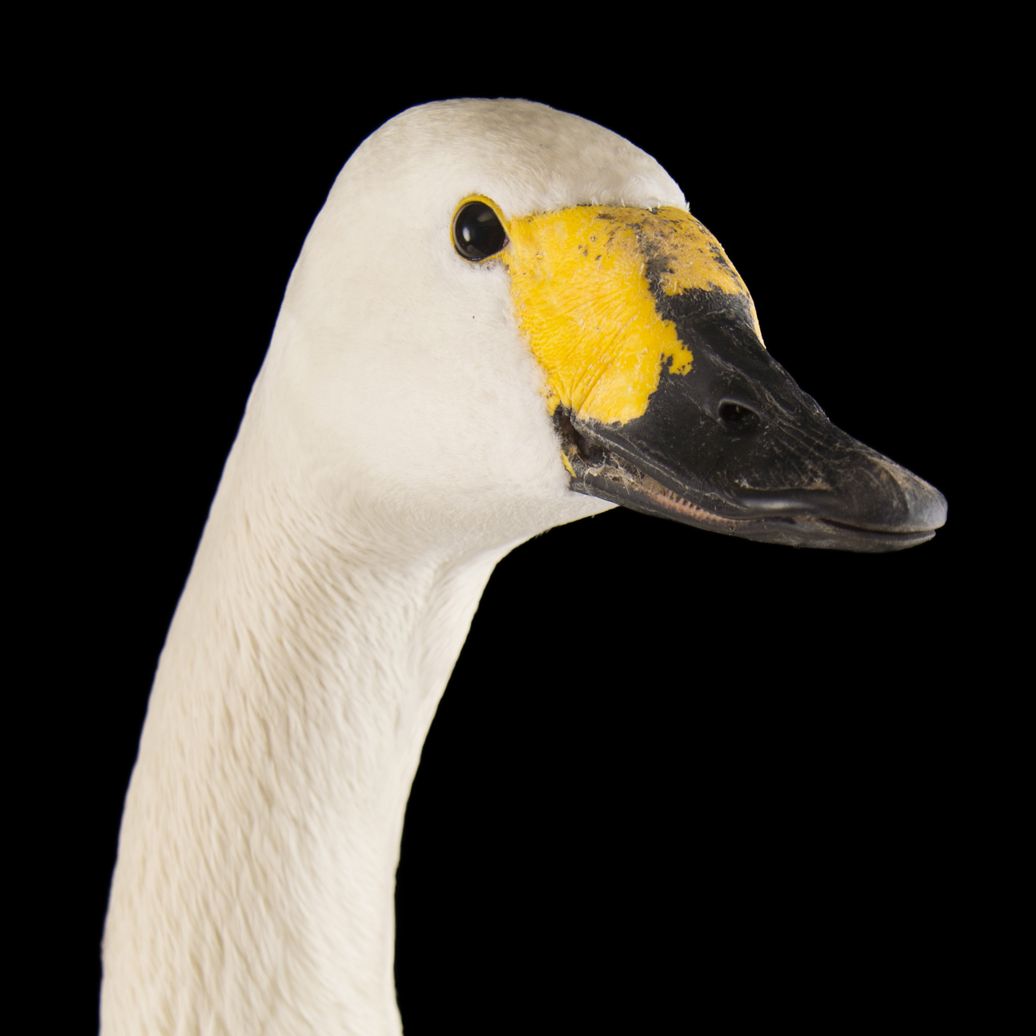 Tundra Swan | National Geographic