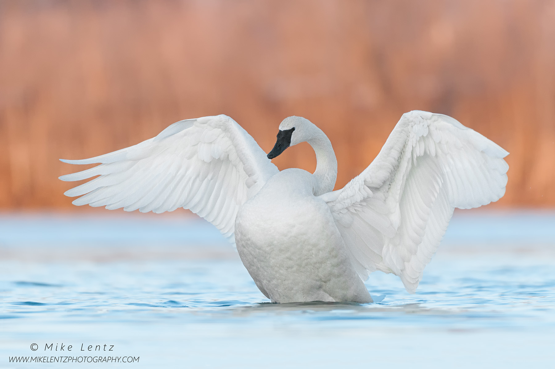 Swans & Geese – Mike Lentz Nature Photography