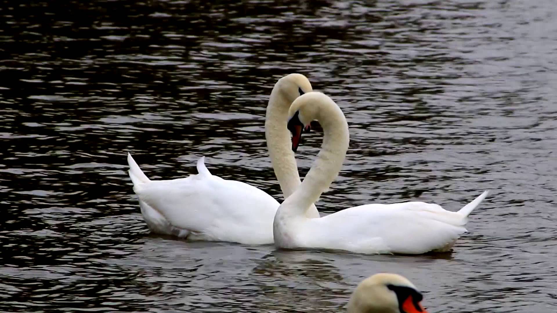 Mute swan courtship dance - YouTube