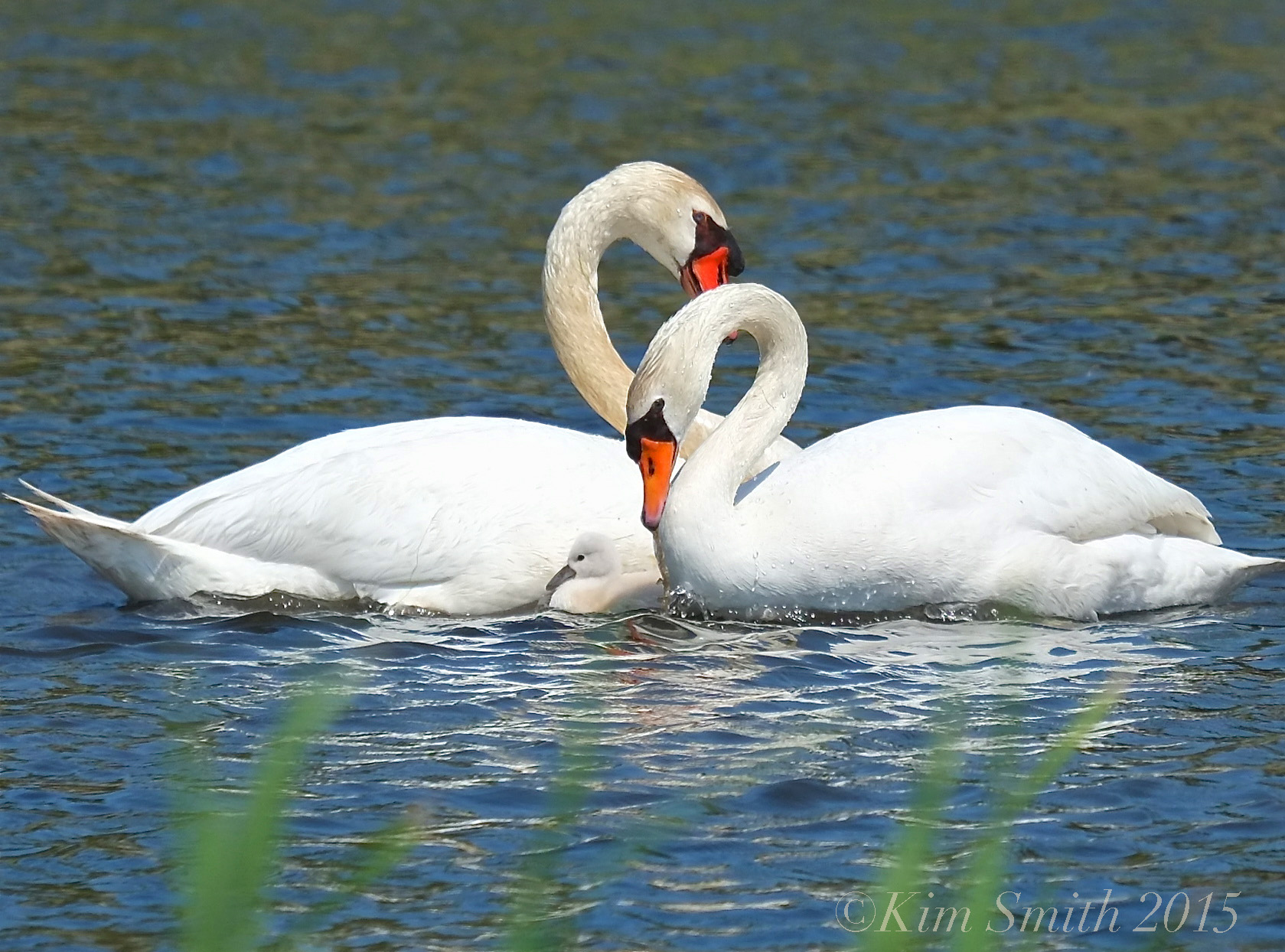 HOW TO TELL THE DIFFERENCE BETWEEN A MALE AND FEMALE SWAN ...