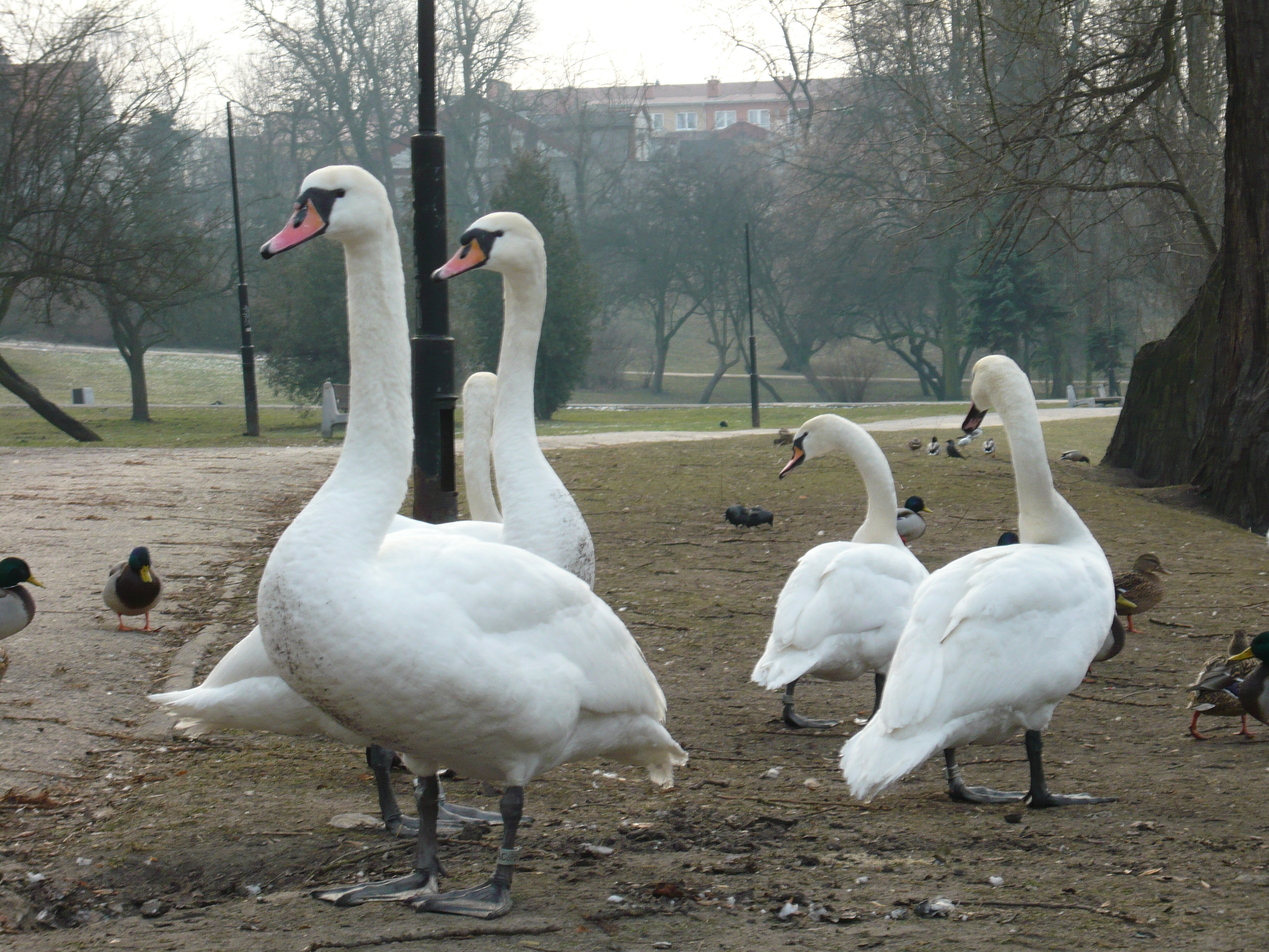 Swans and ducks photo