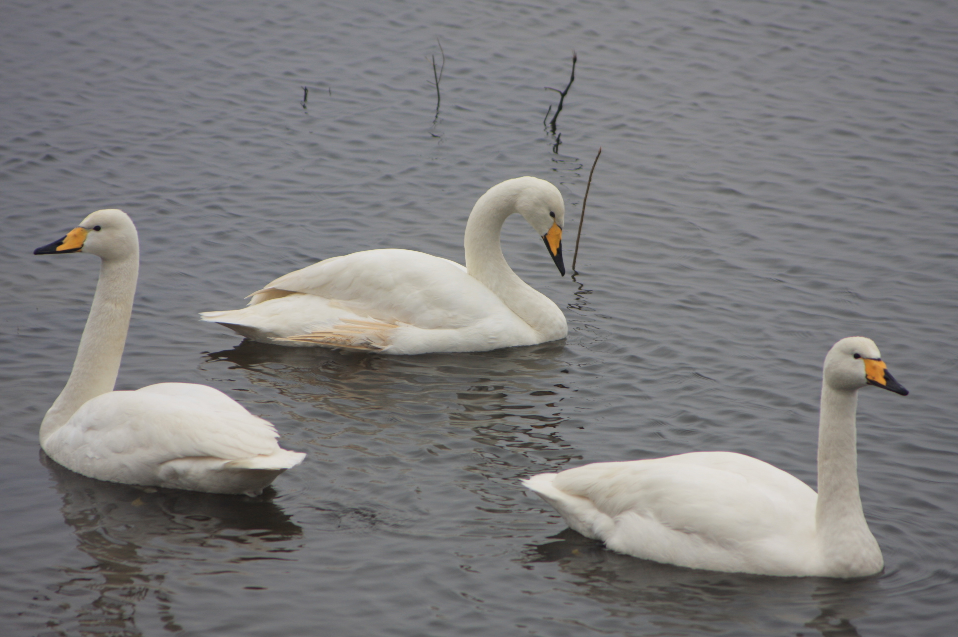 Ducks, geese and swans. - Northward Hill - Northward Hill - The RSPB ...