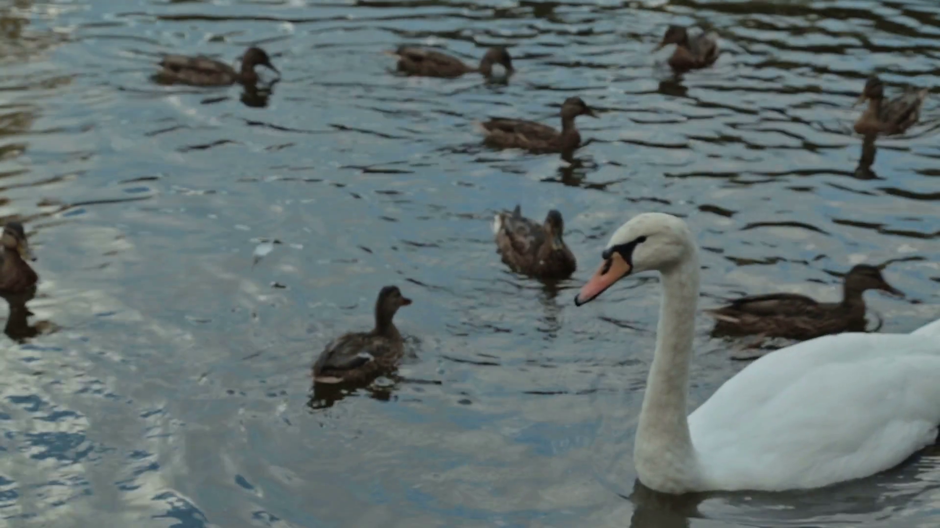 Mother with her son feeding swans and ducks, HD Stock Video Footage ...