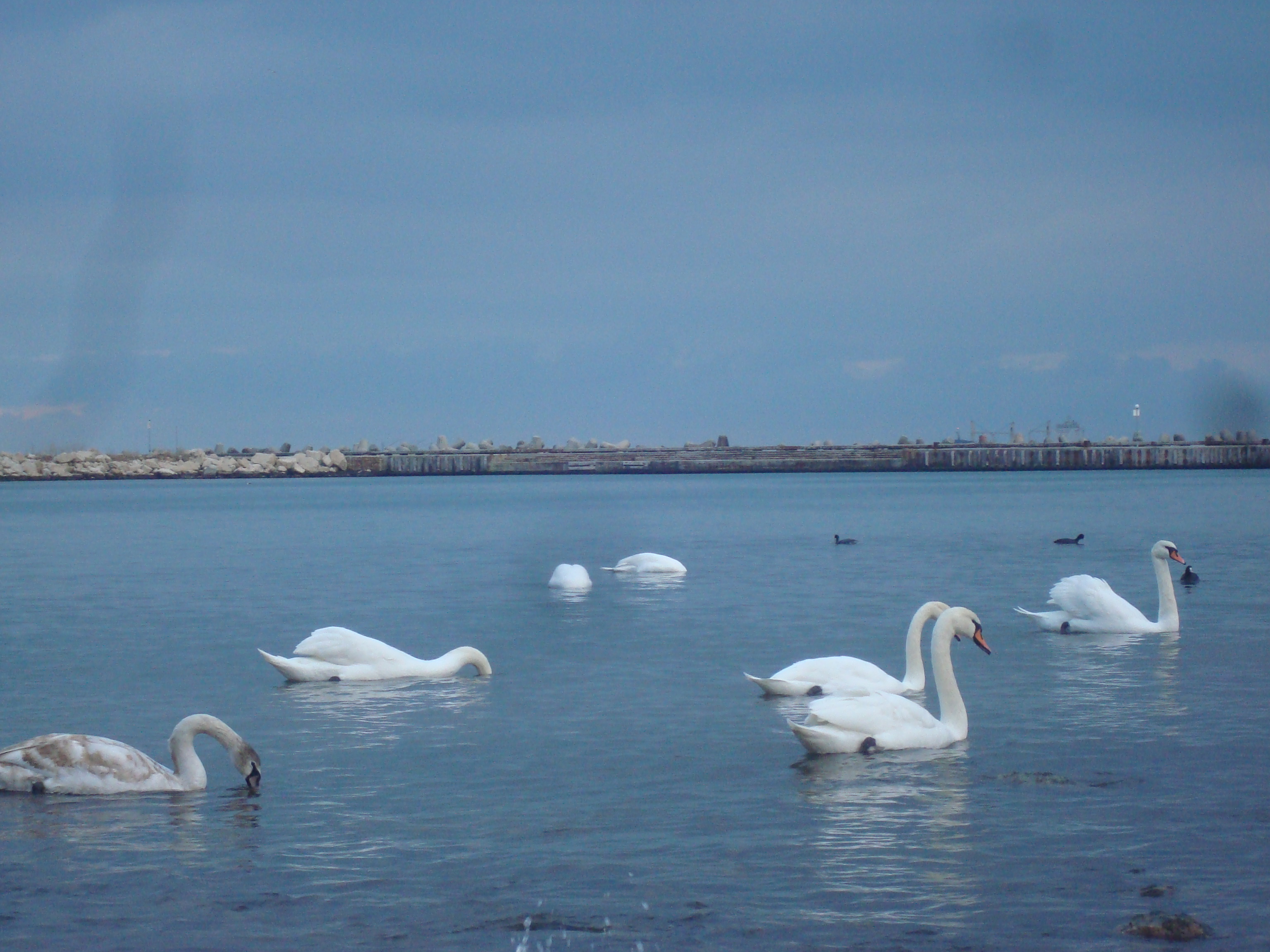 Swans at the black sea cost photo