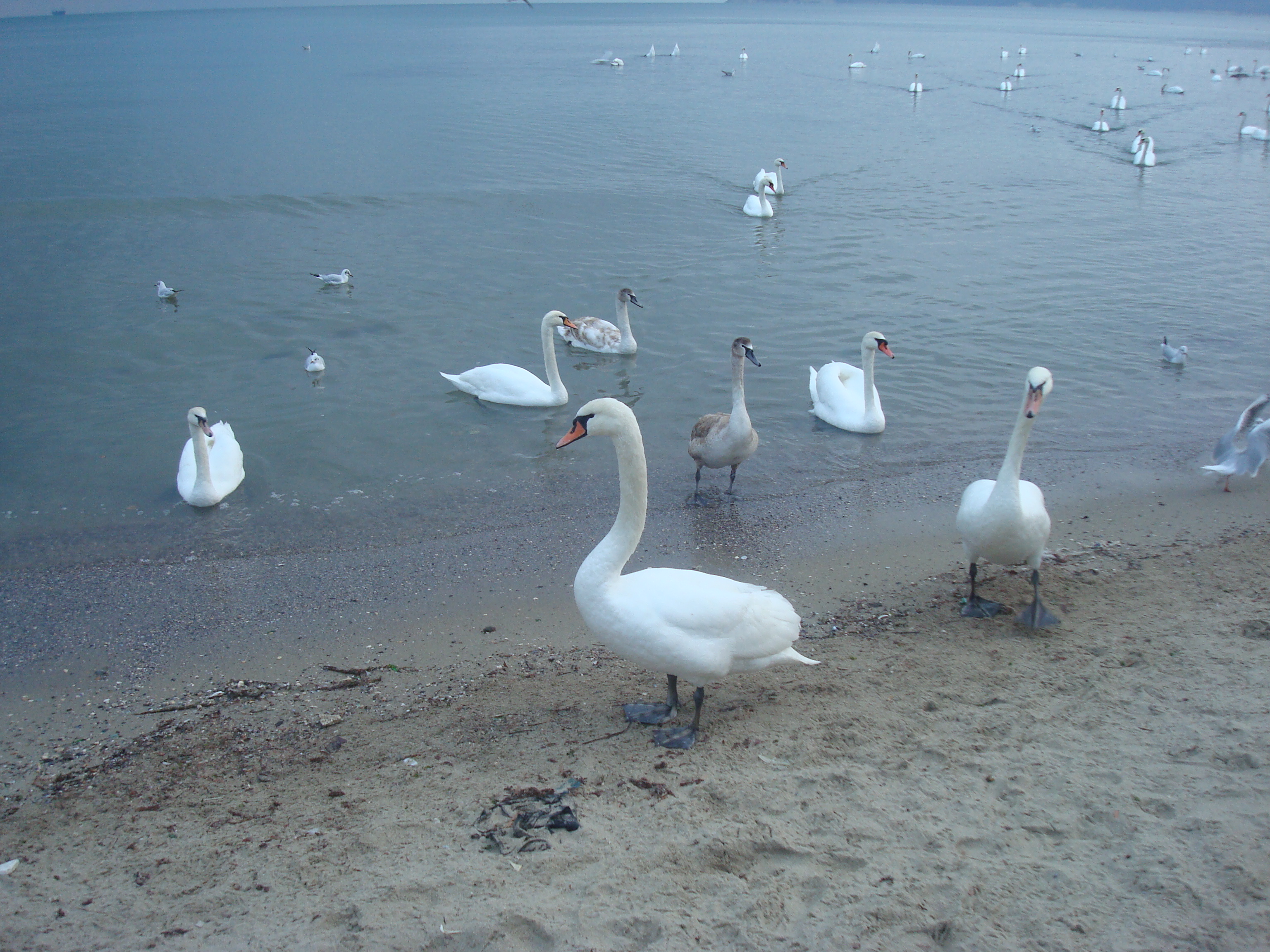 Swans at the black sea cost photo