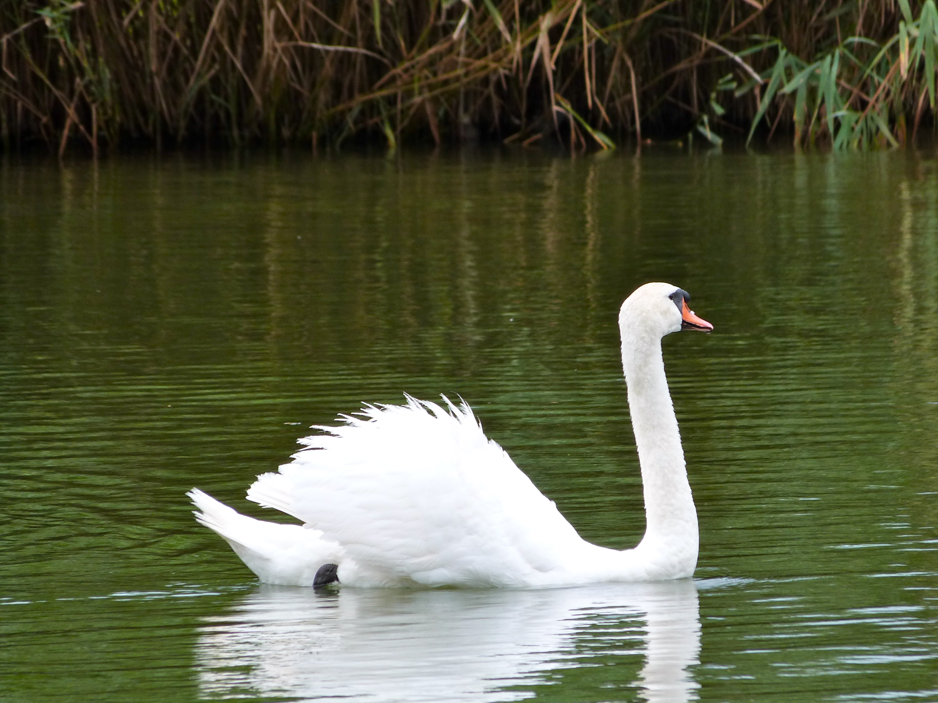 Swans at the lake photo