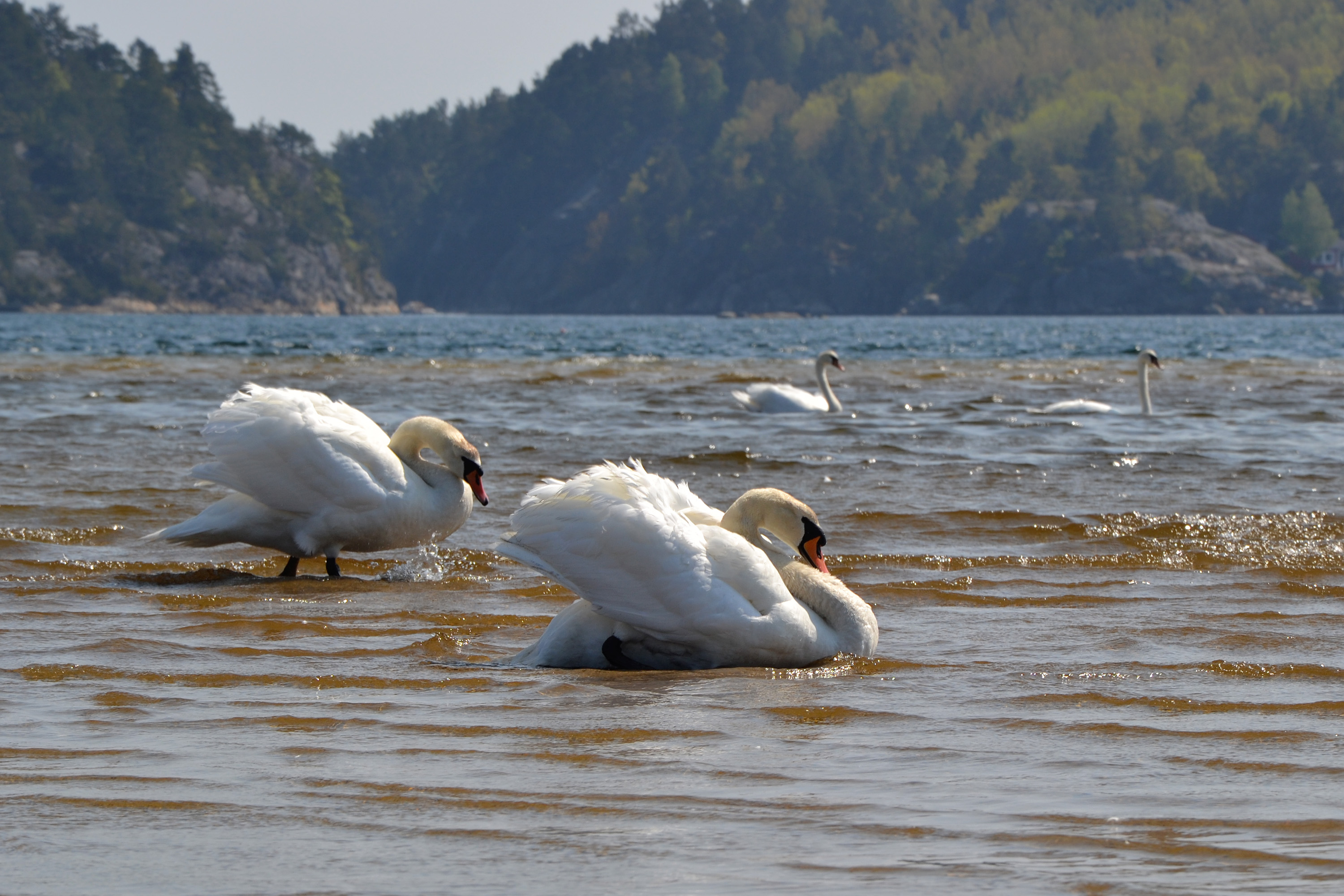 Swans in the sea photo