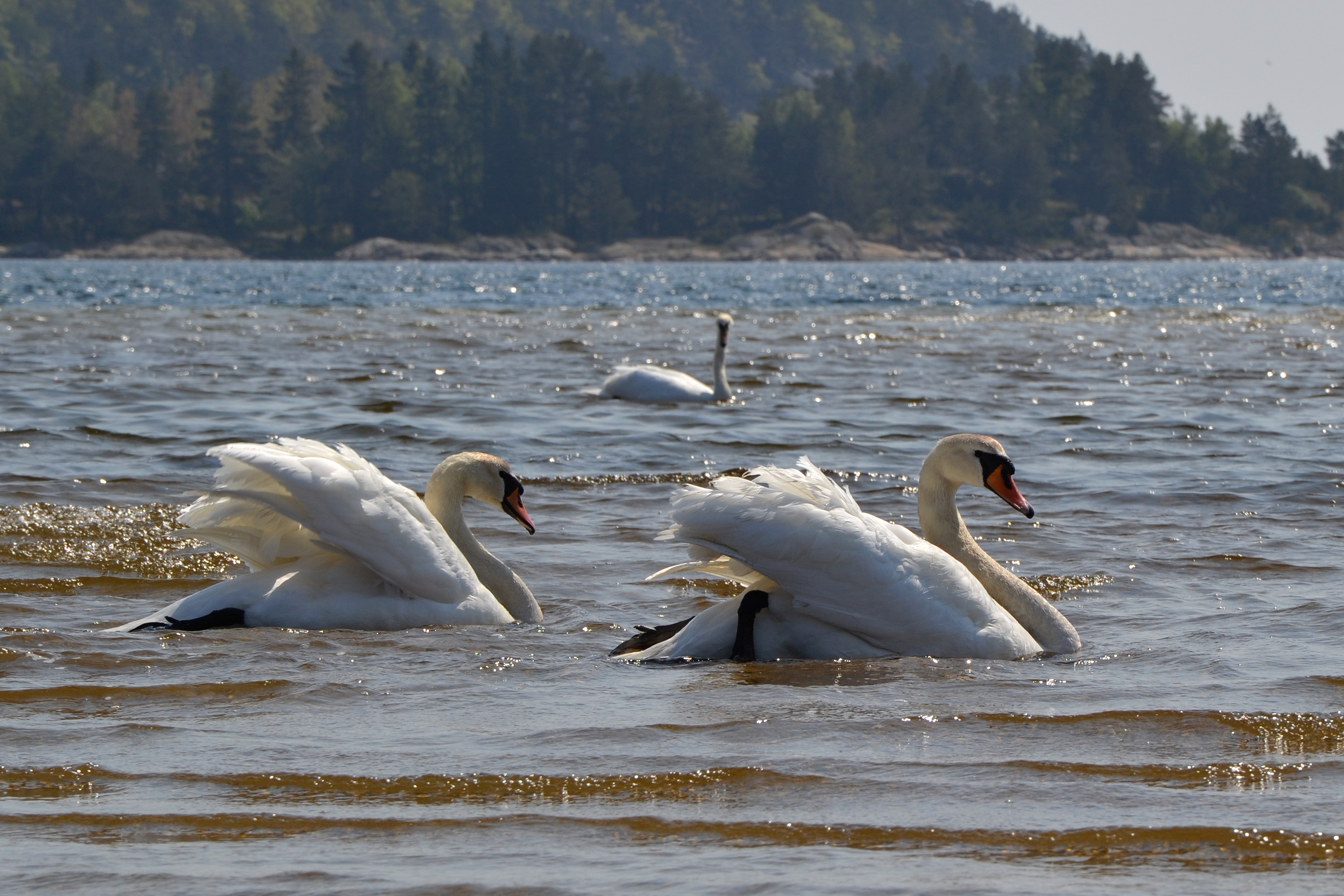 Swans in the sea photo