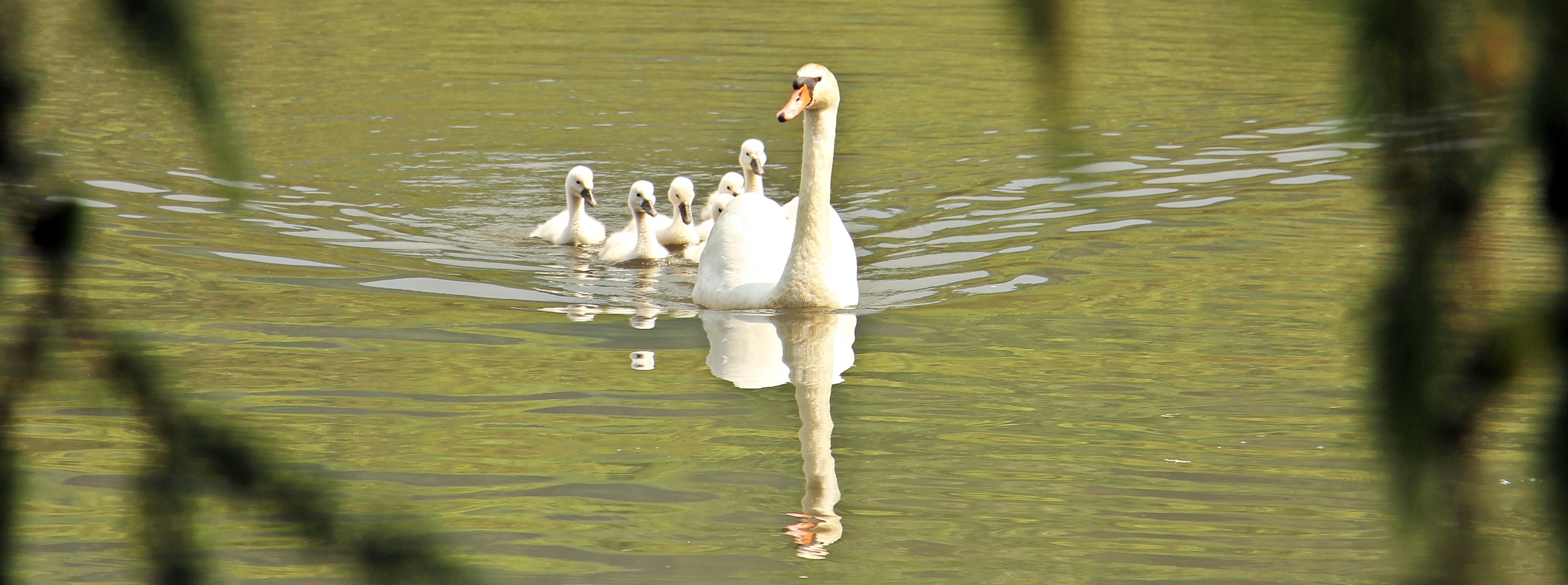 Swans swimming photo