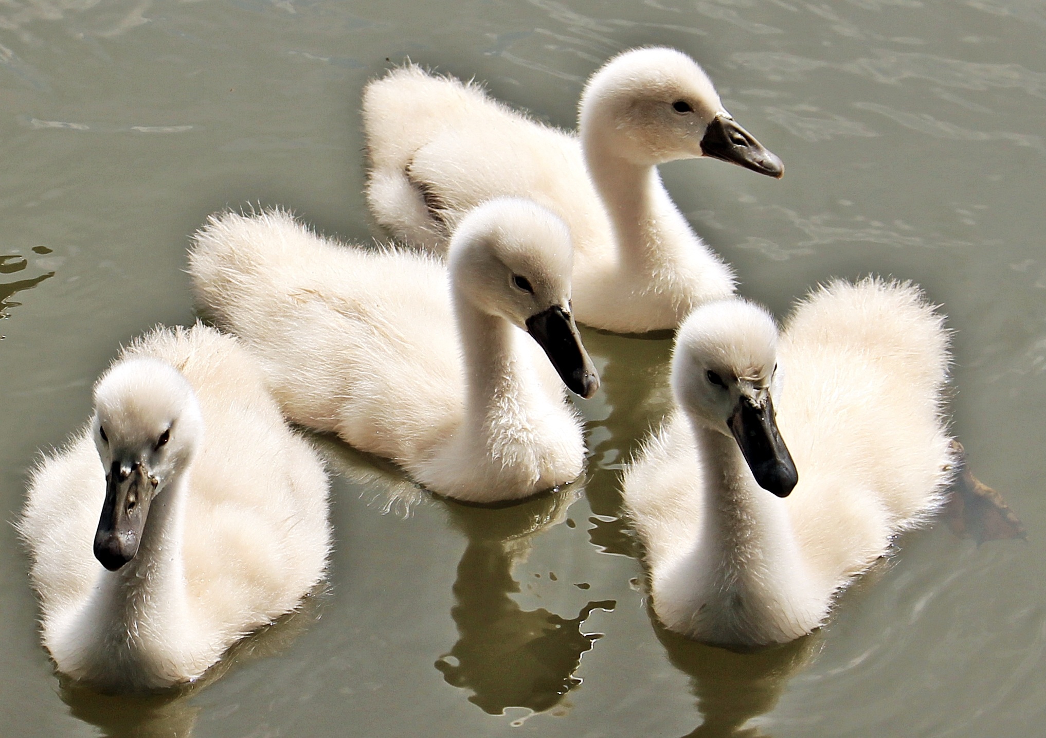Swans swimming photo
