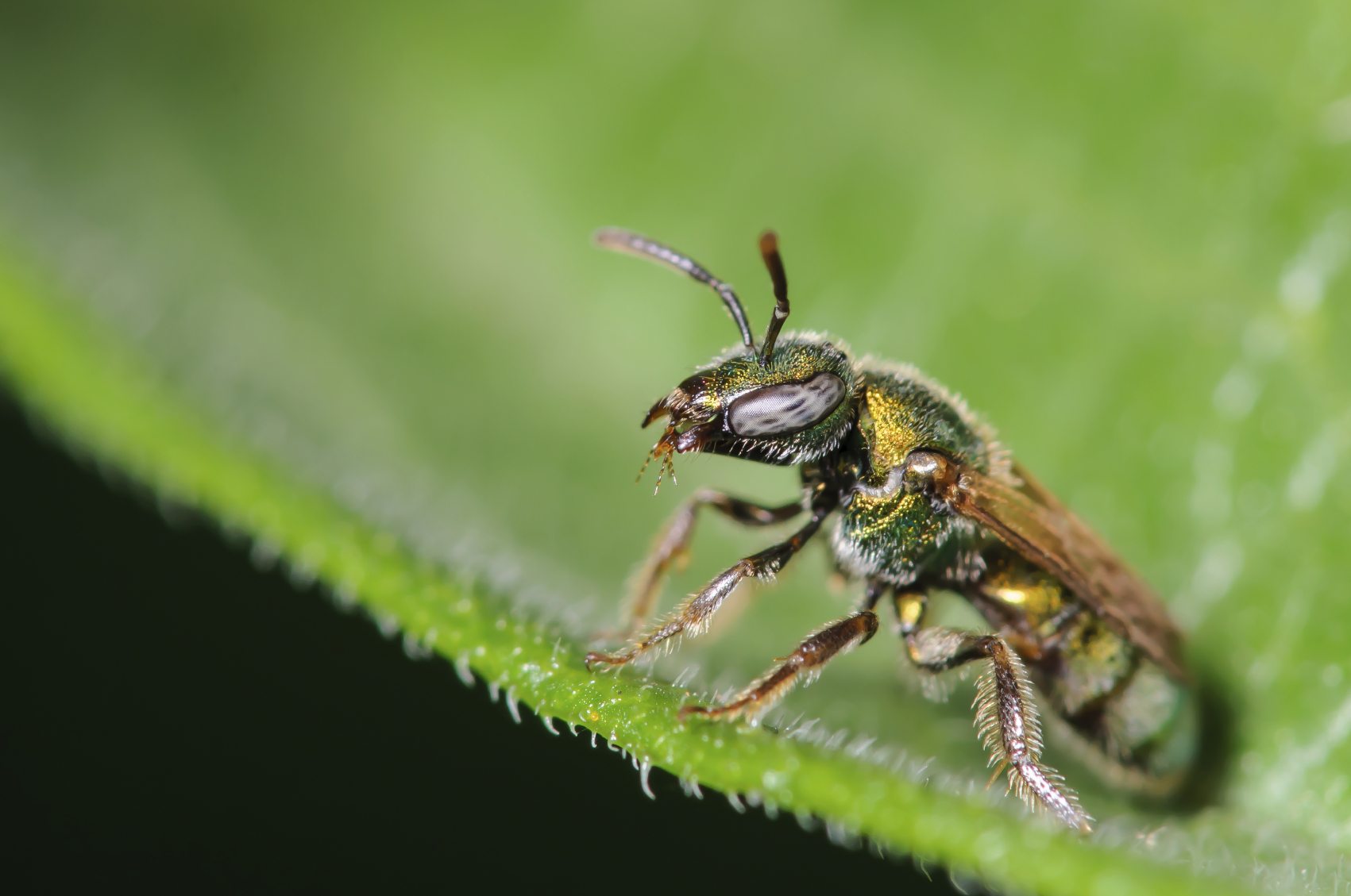Sweat Bee Behavior: Do Sweat Bees Bite Or Sting