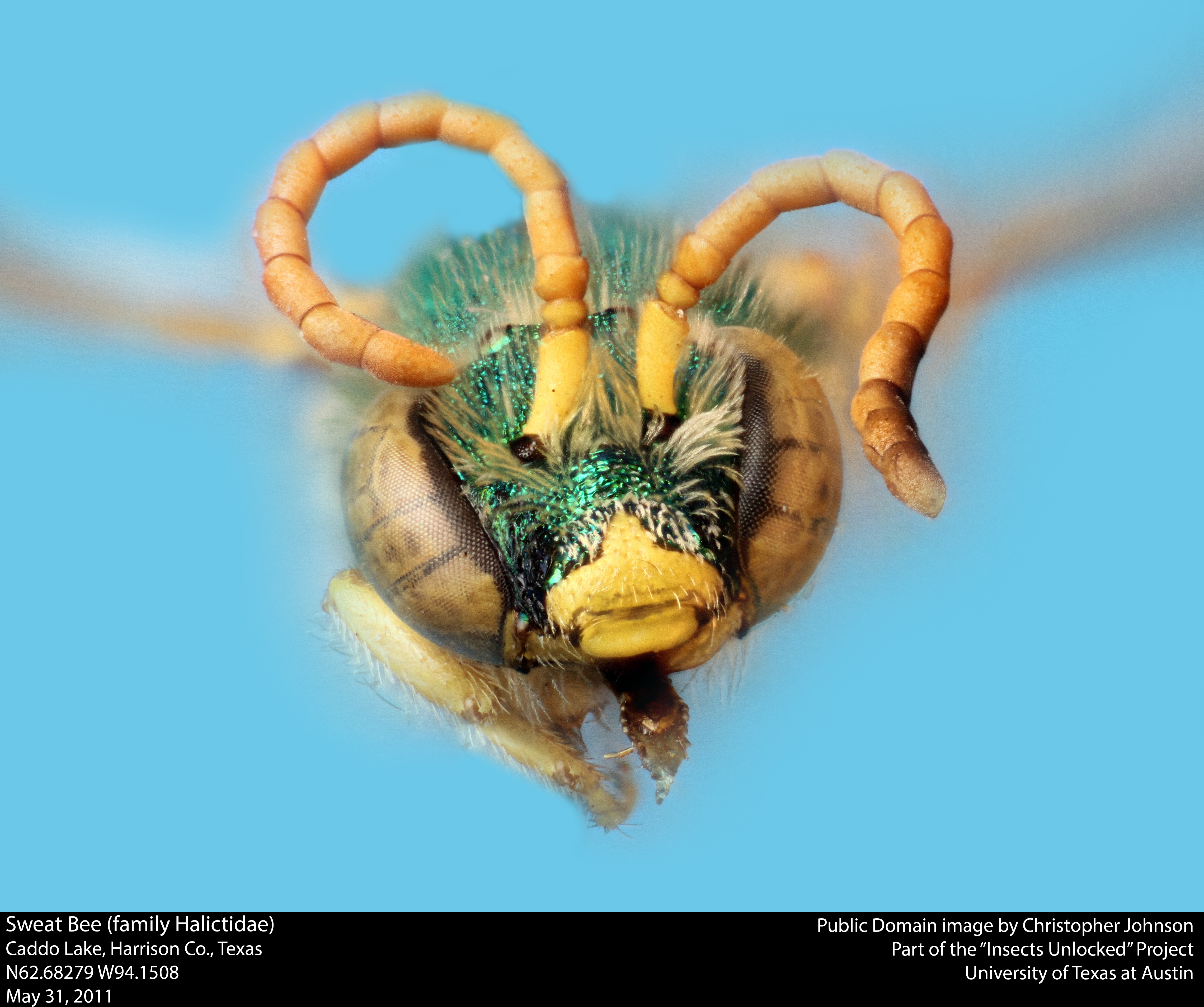 File:Sweat Bee (family Halictidae) (23224309615).jpg - Wikimedia Commons