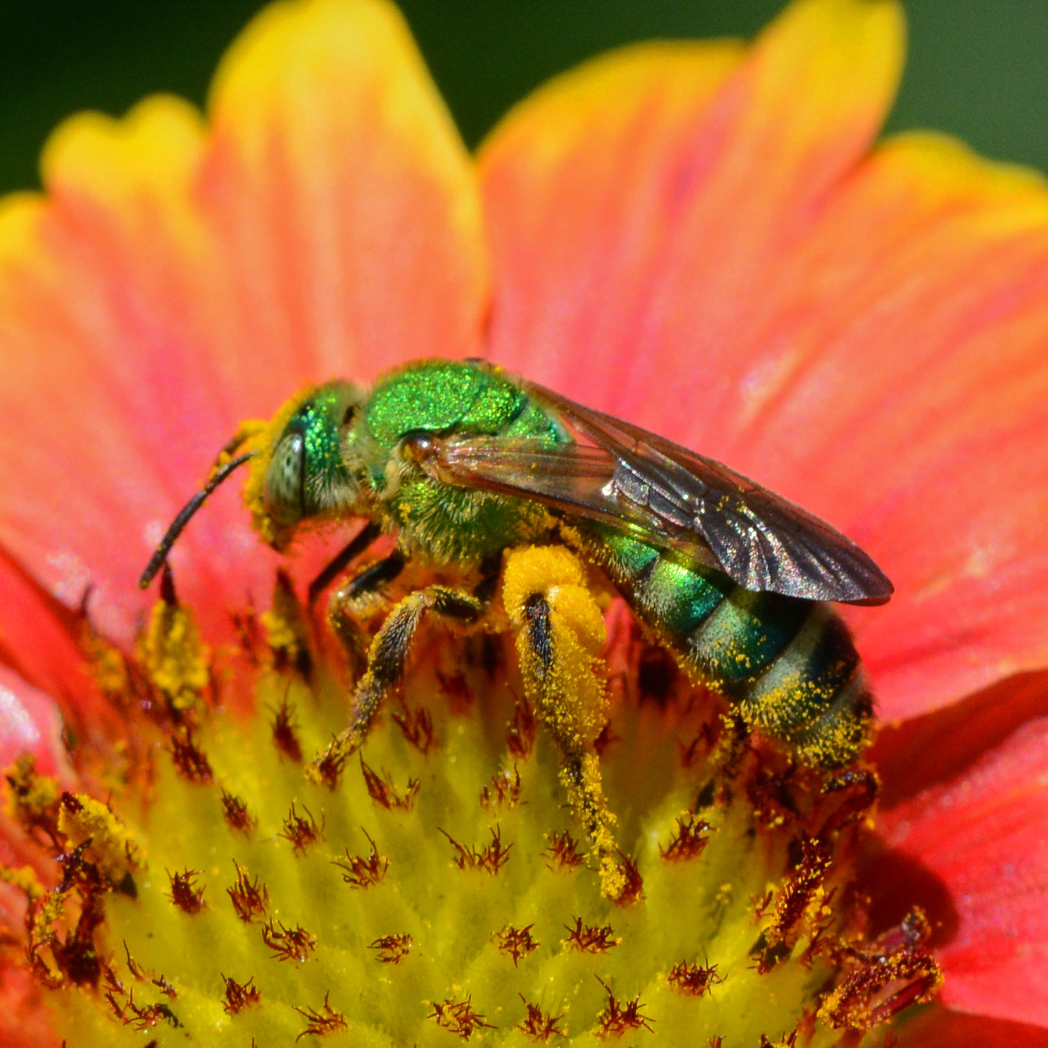 Sweat Bees, or, spring is happening… – Benweb 3.2