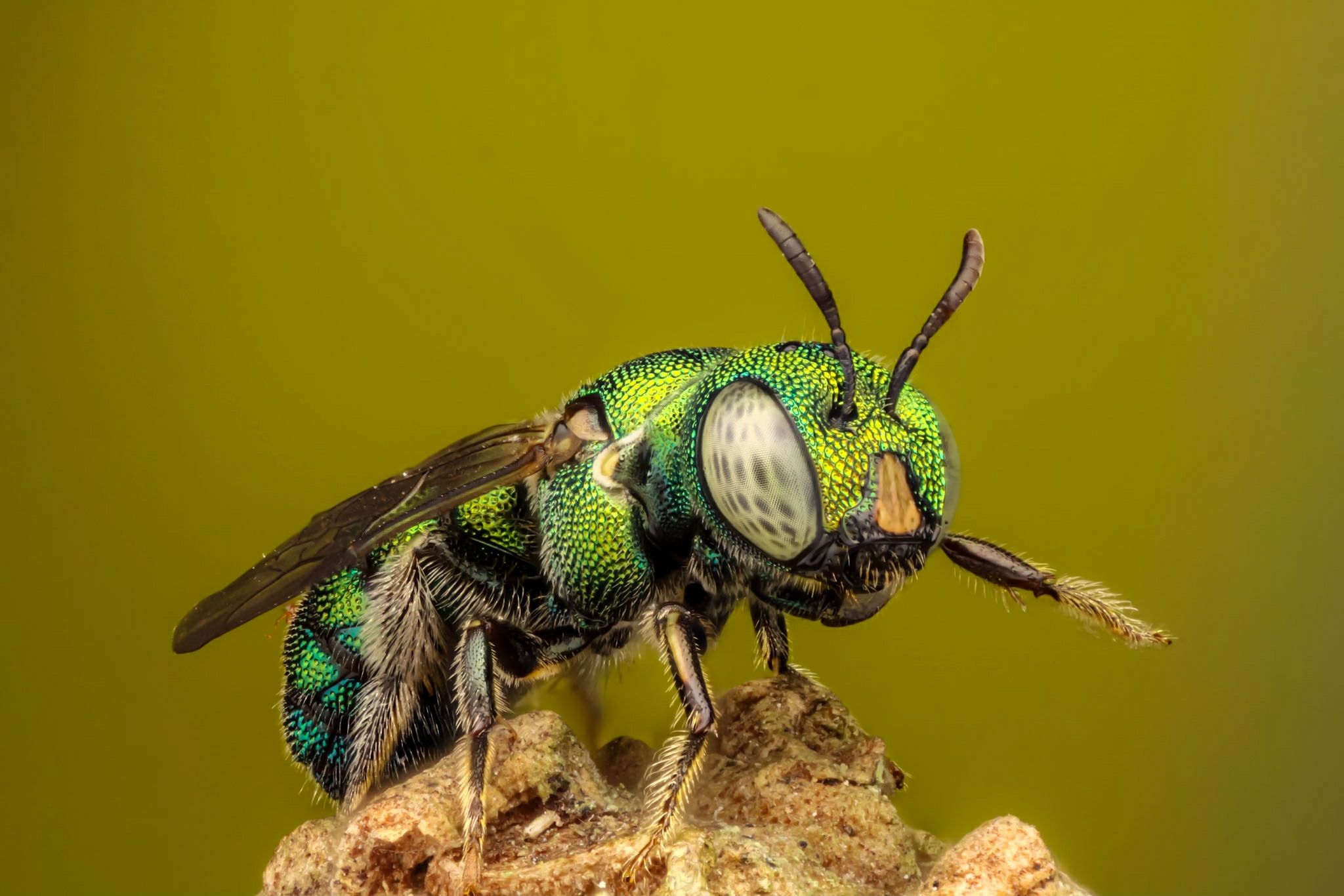 Green metallic sweat bee. | Insecta | Pinterest | Sweat bees ...