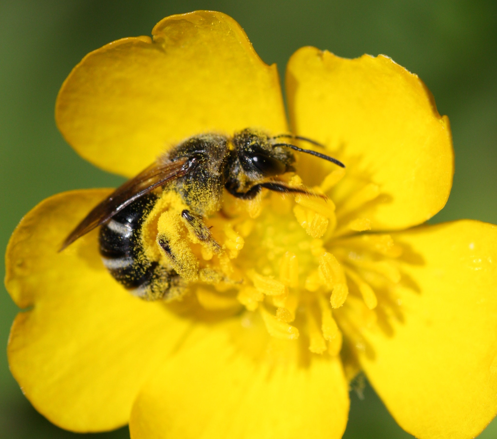 Sweat bee in a buttercup - Honey Bee Suite