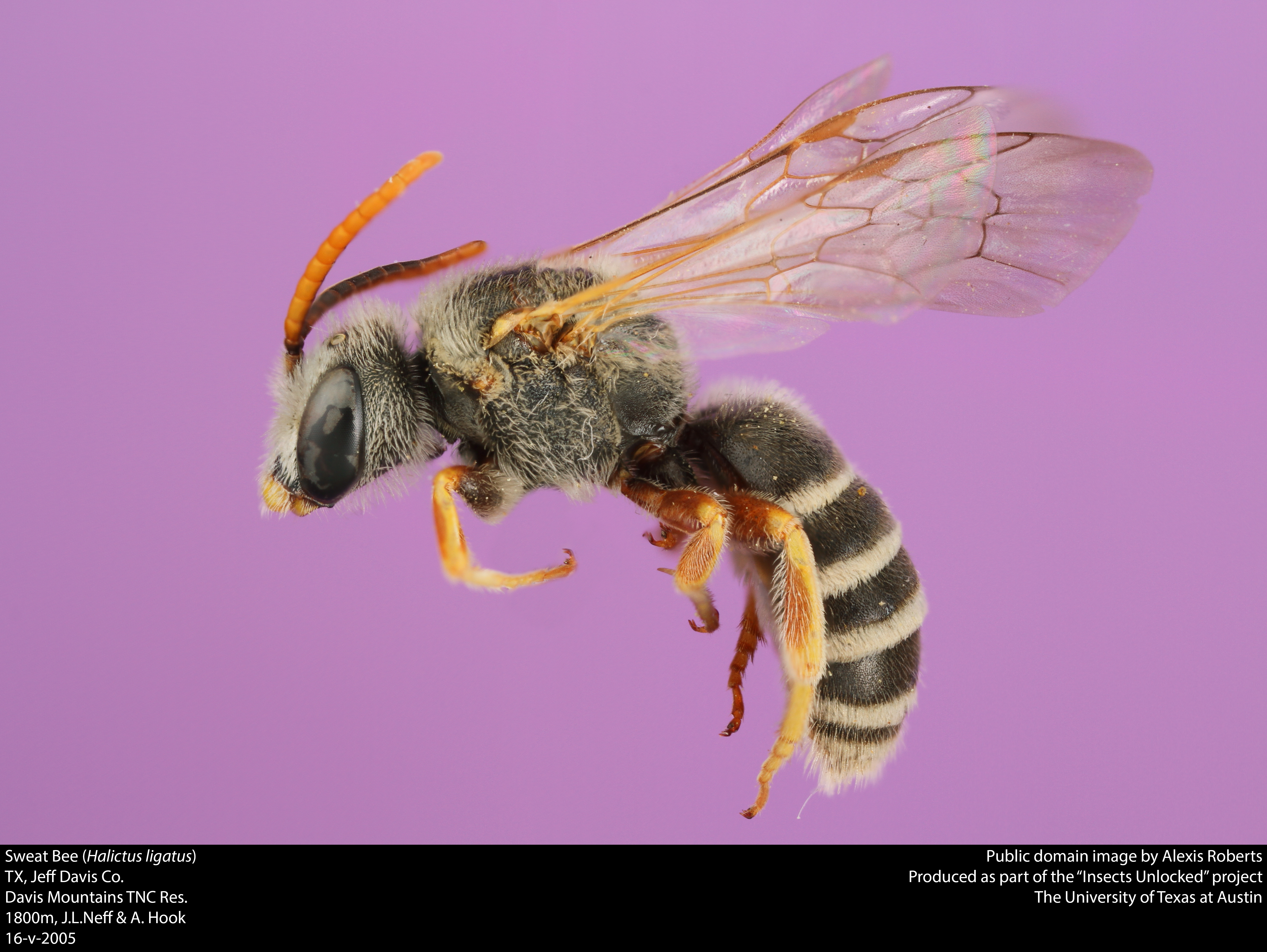 File:Sweat bee (Halictus ligatus) (37770111622).jpg - Wikimedia Commons