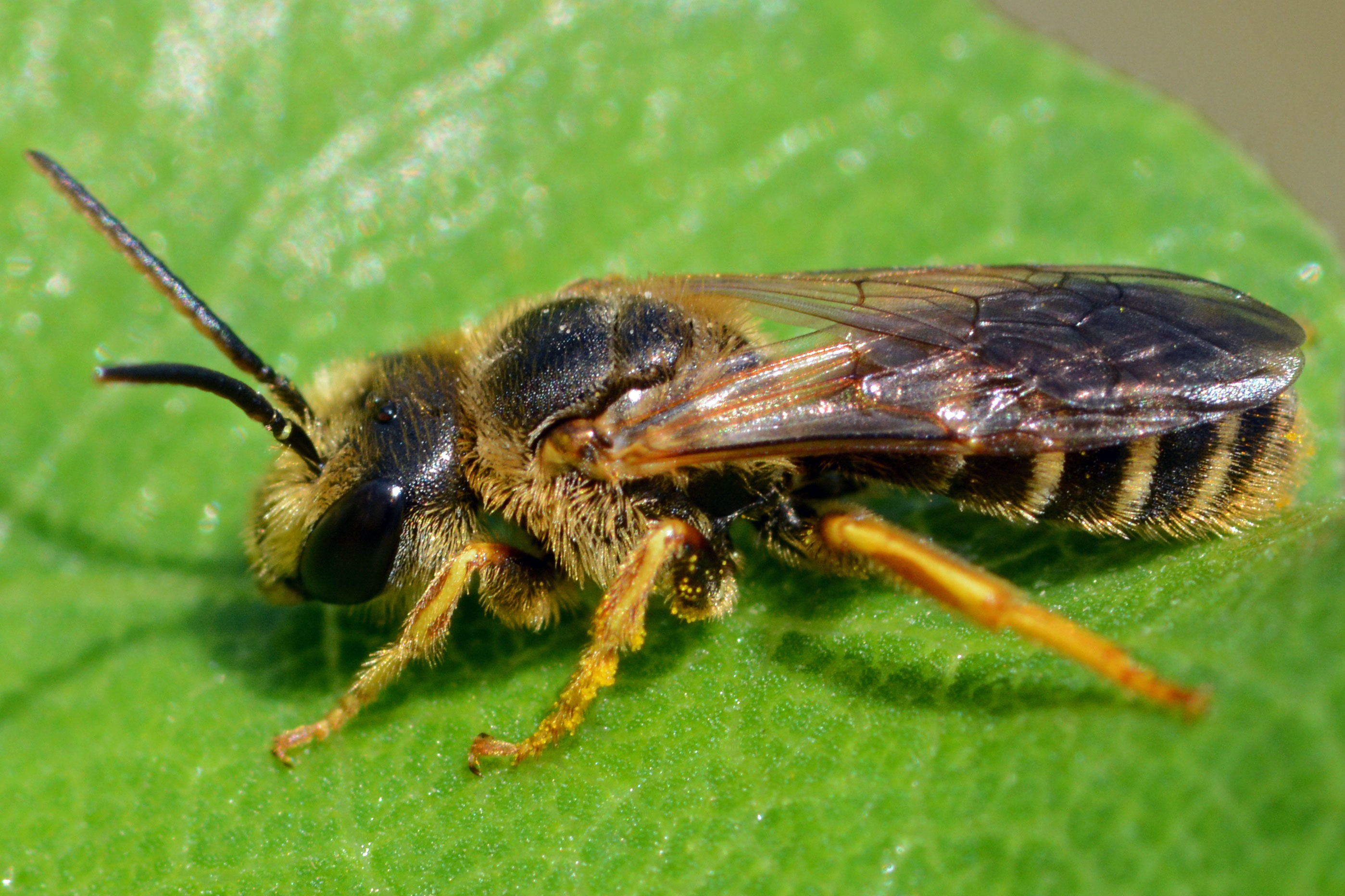 Sweat bees in the yard – Benweb 3.2