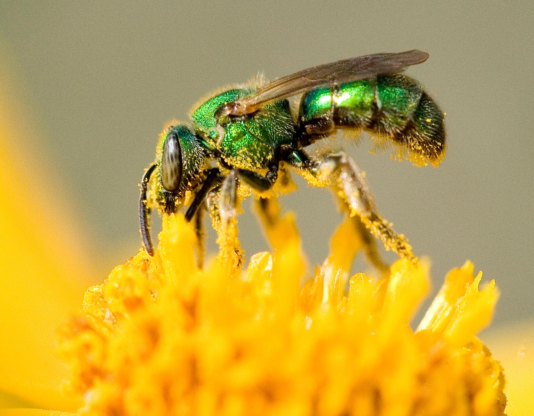 Sweat Bees | MDC Discover Nature