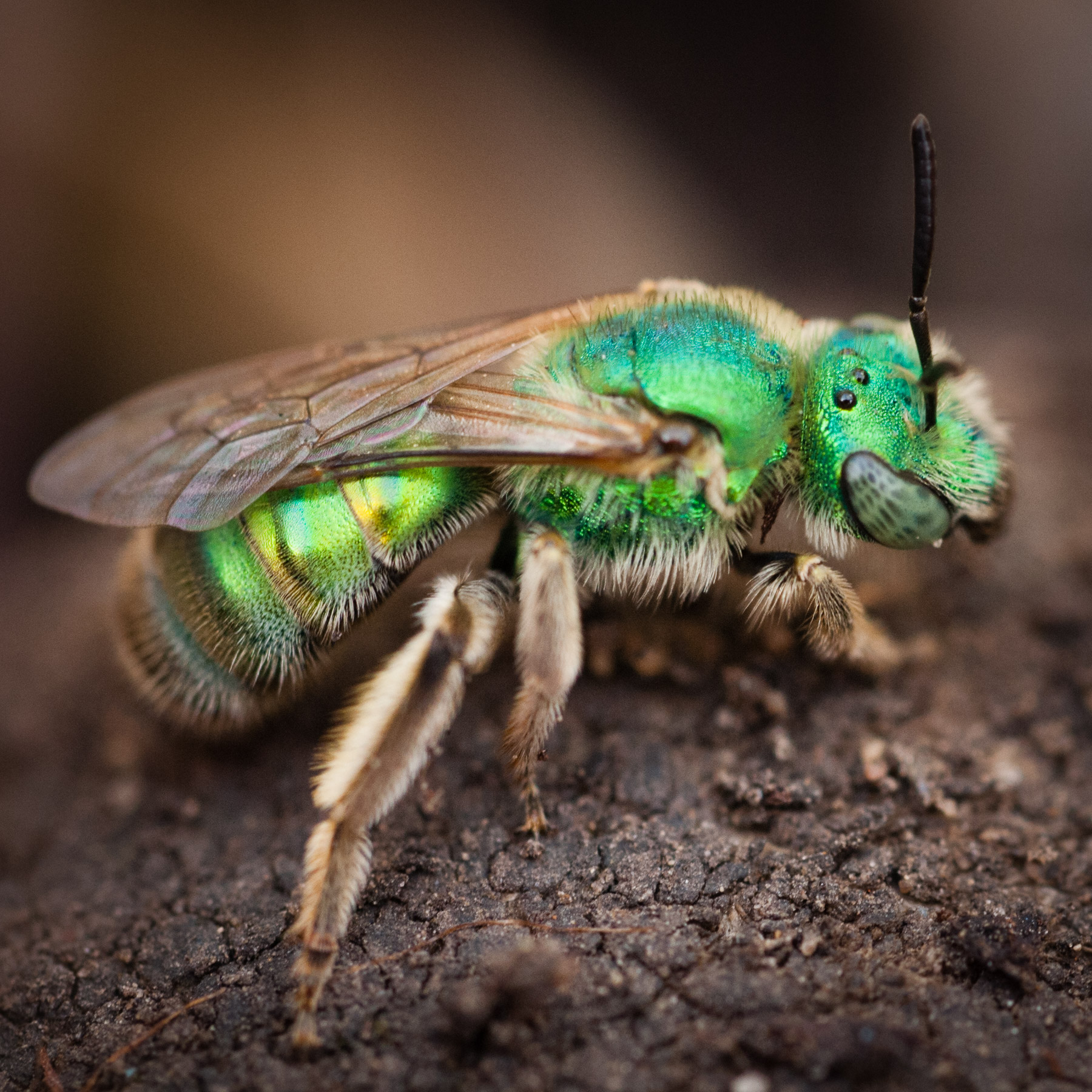 Pollinator week: the Ultra-Green Sweat Bee