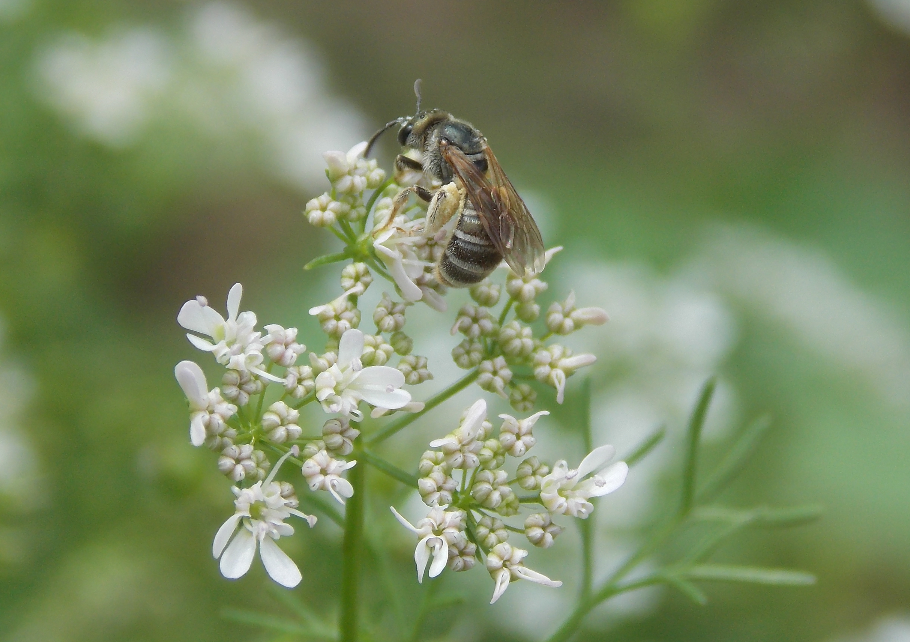 Sweat Bees – Native Beeology