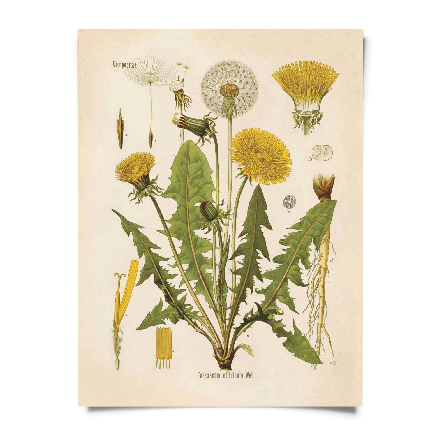Dandelion Botanical Poster Vintage Reproduction Print