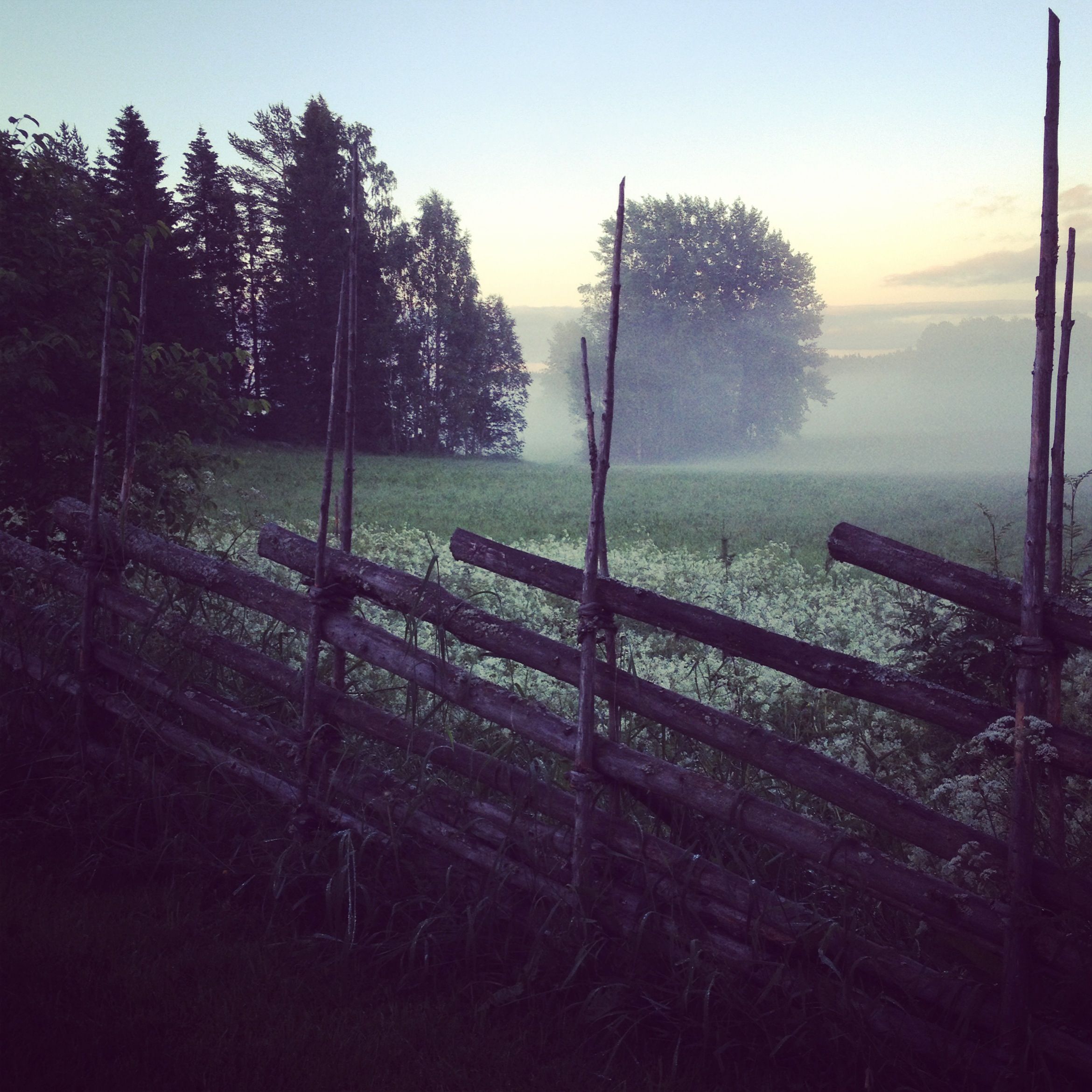 A swedish summer night. I feel the dewey grass and sense scent of ...